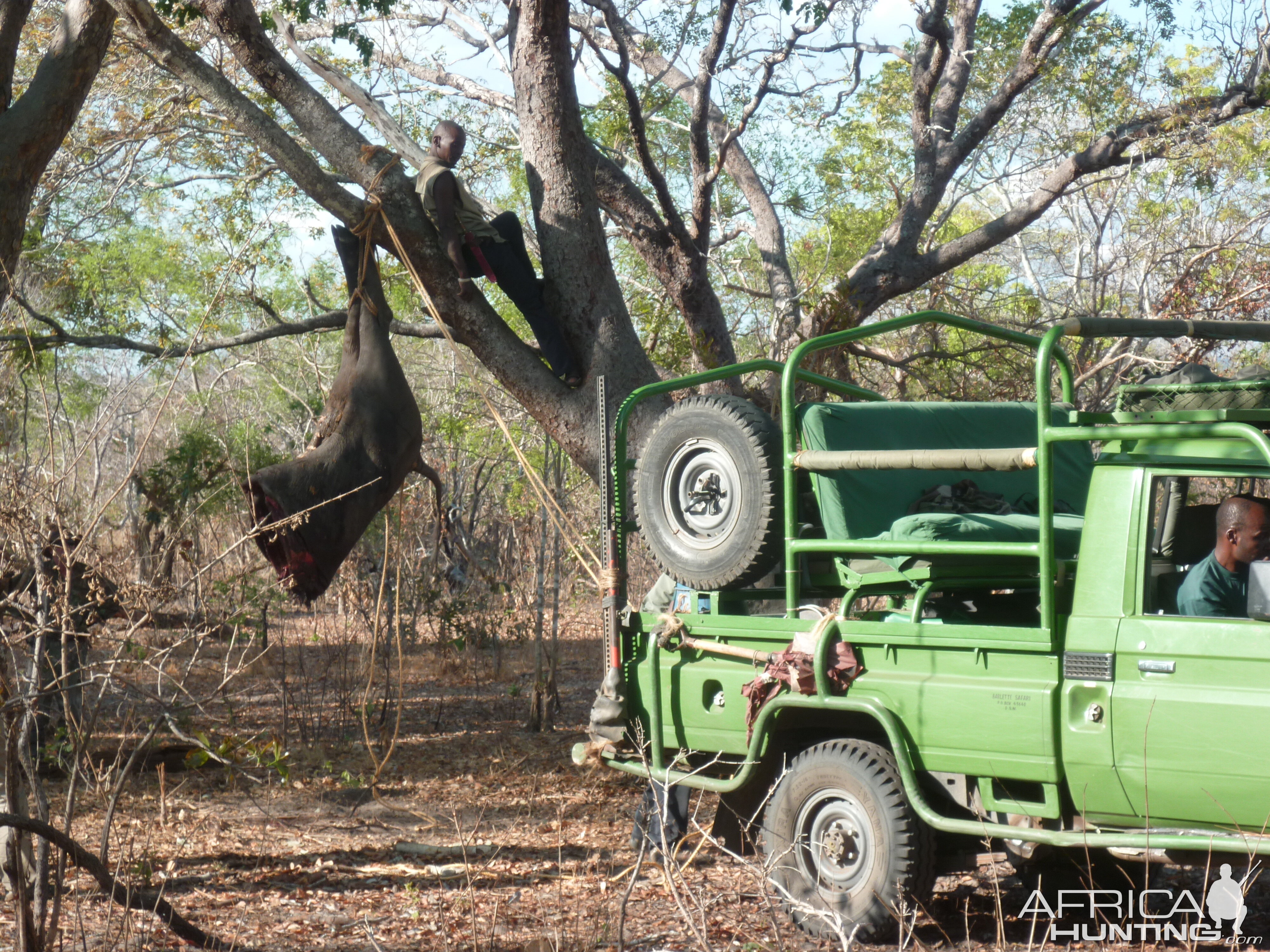 Baiting for dangerous game hunting in Tanzania