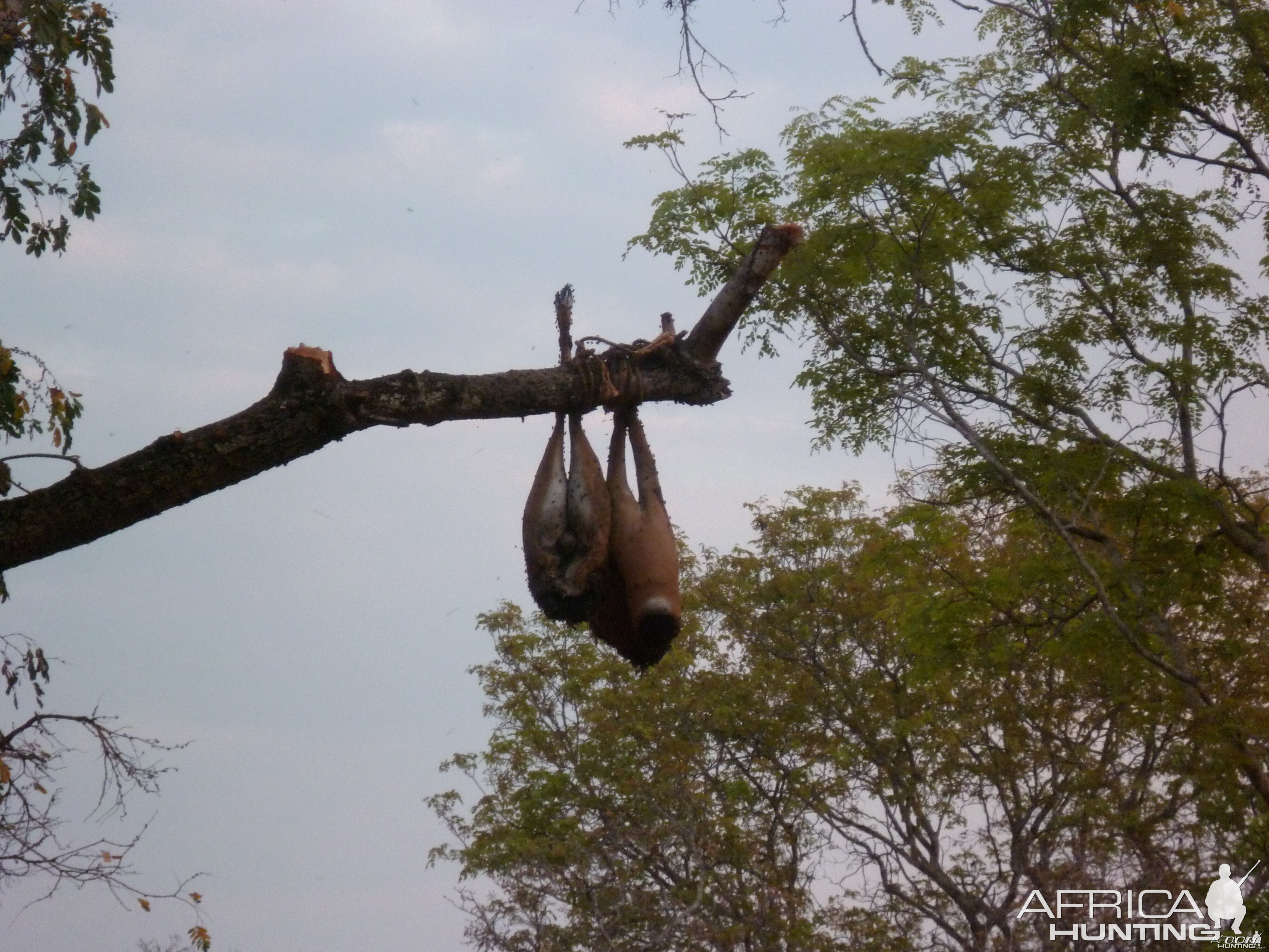 Baiting for dangerous game in Tanzania