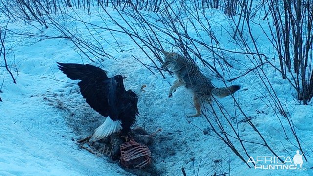 Bald Eagle and Coyote