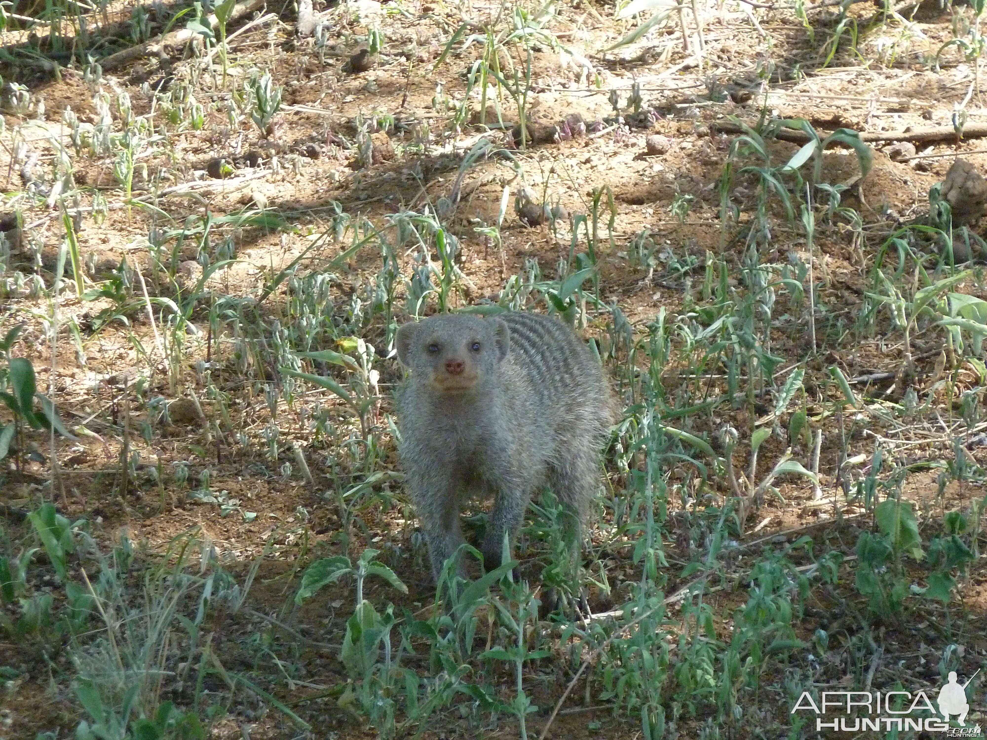 Banded Mongoose Namibia