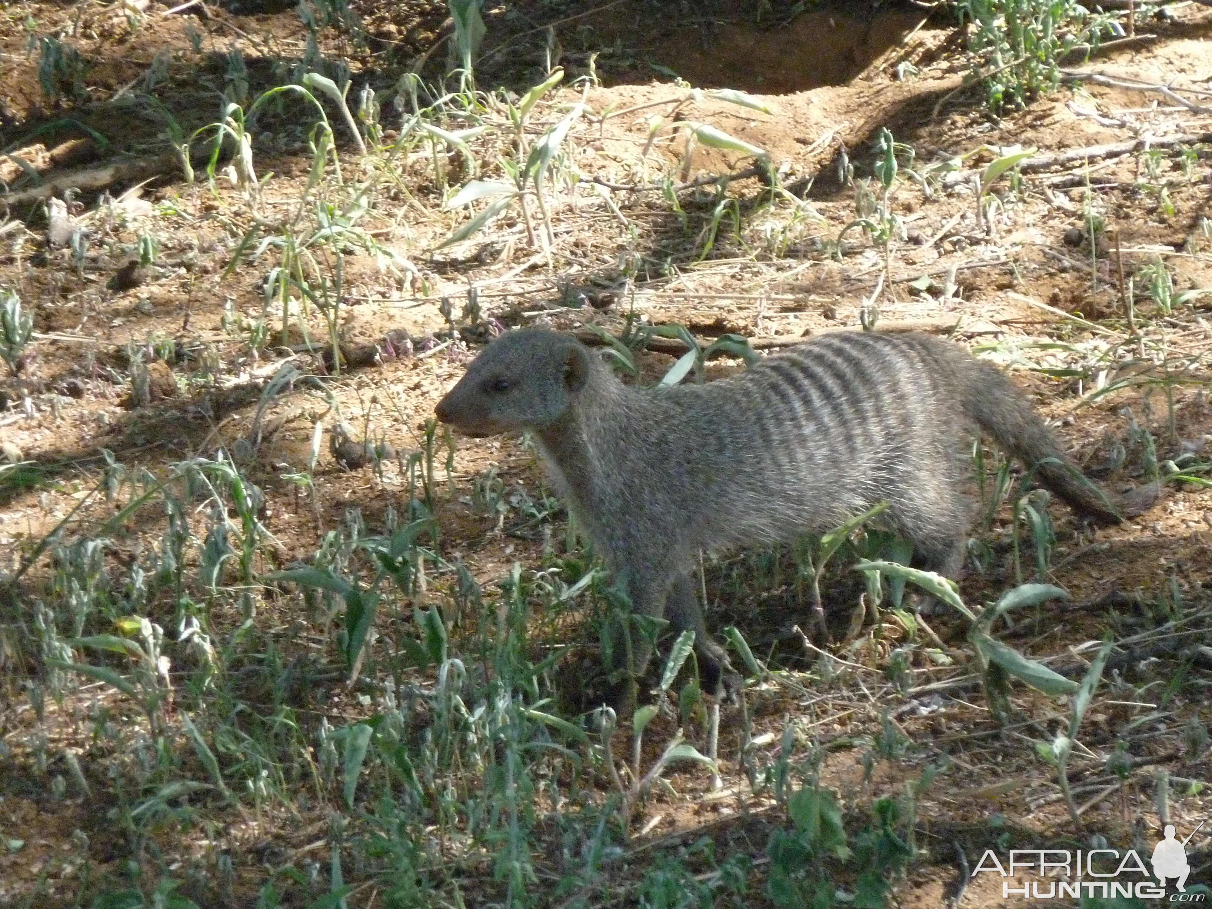 Banded Mongoose Namibia