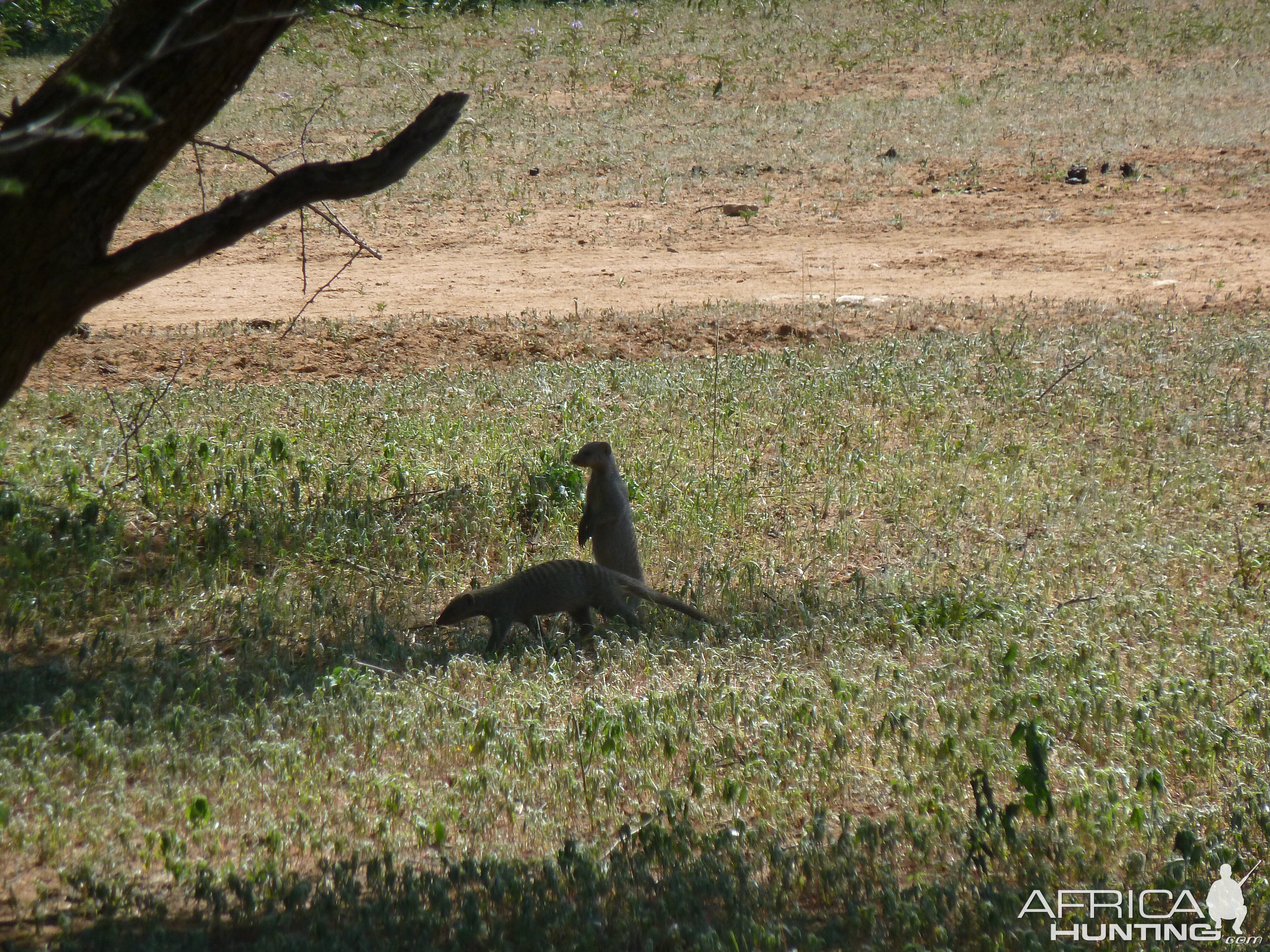 Banded Mongoose Namibia