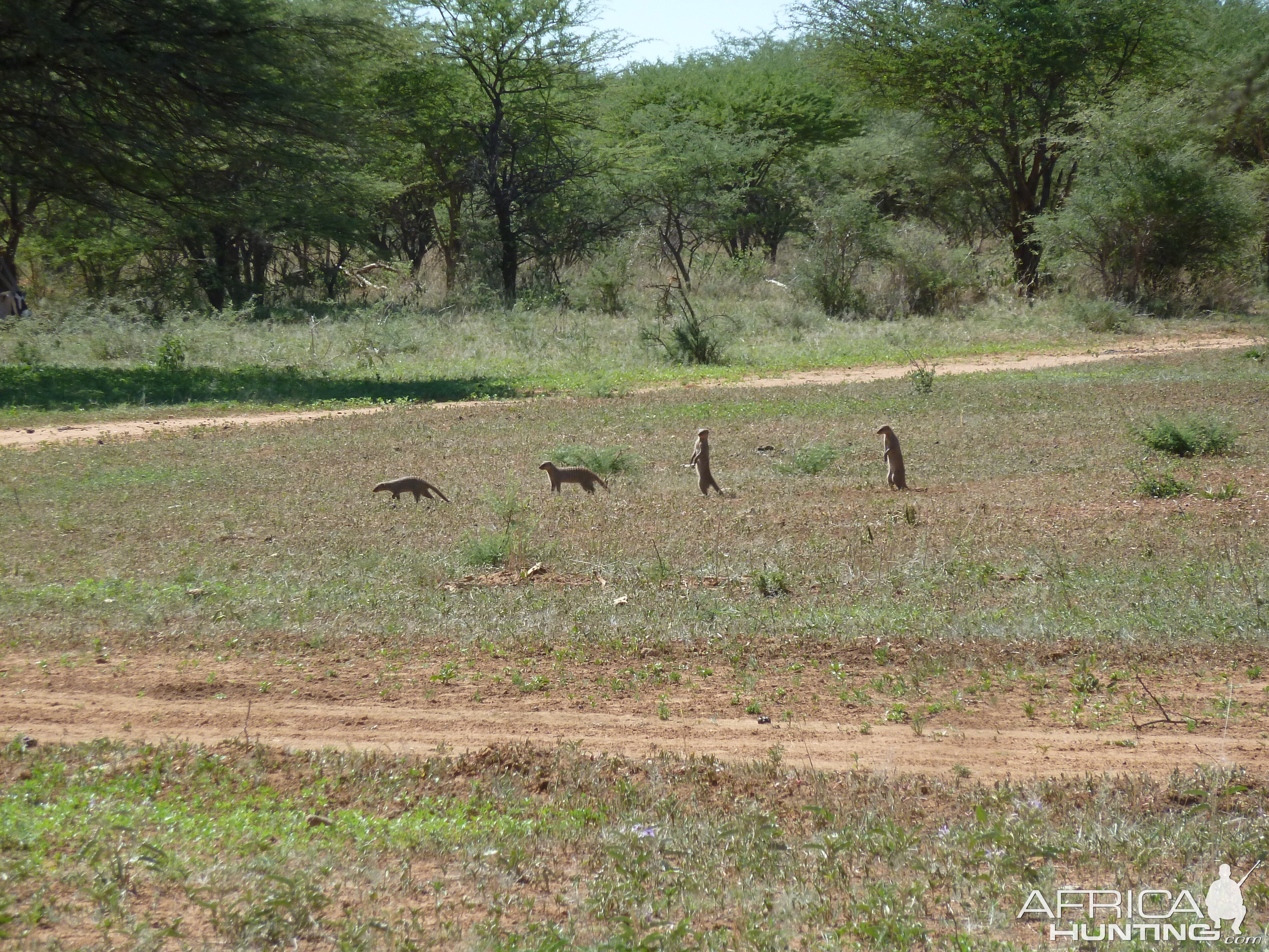 Banded Mongoose Namibia