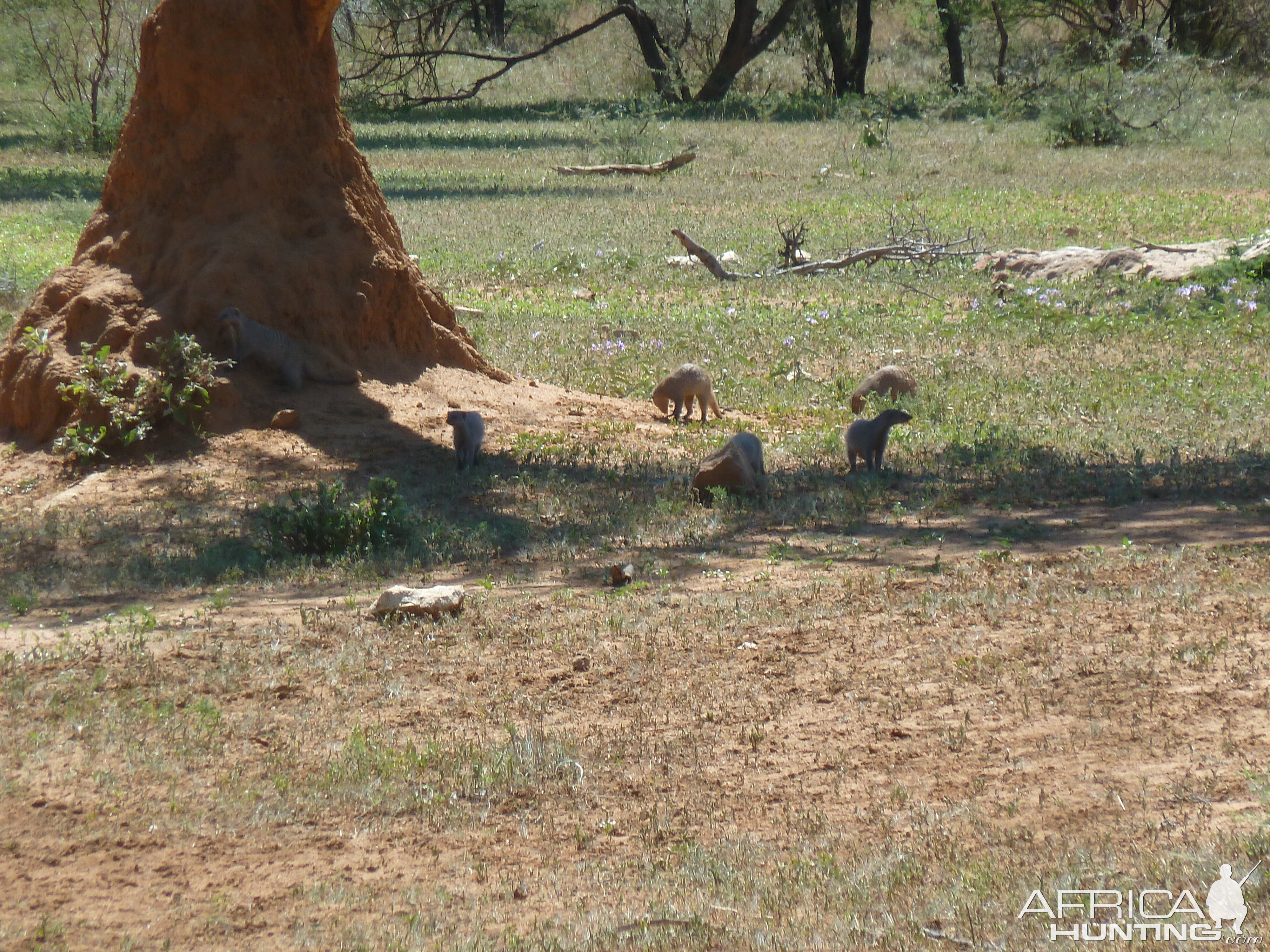 Banded Mongoose Namibia