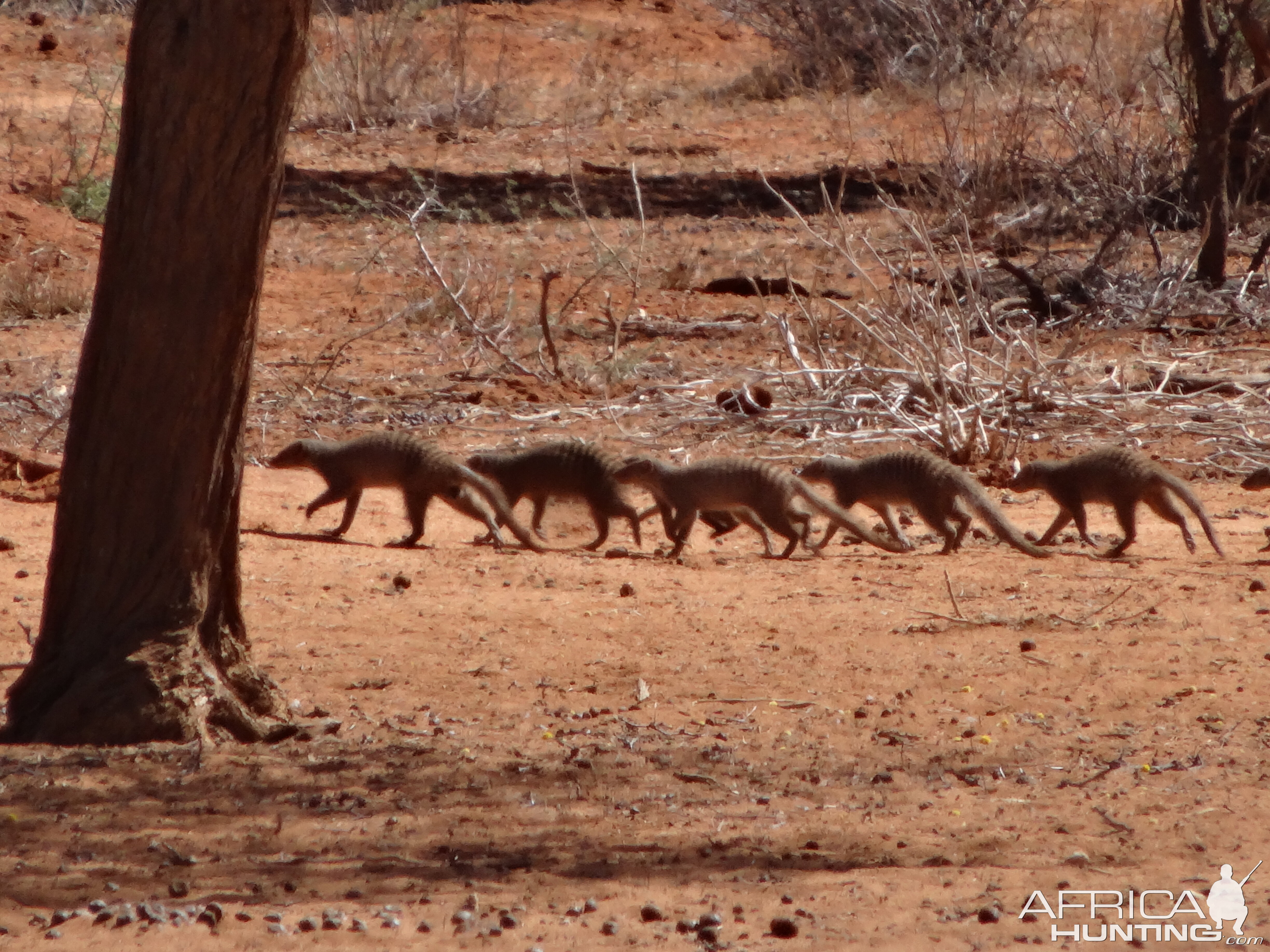 Banded Mongoose Namibia