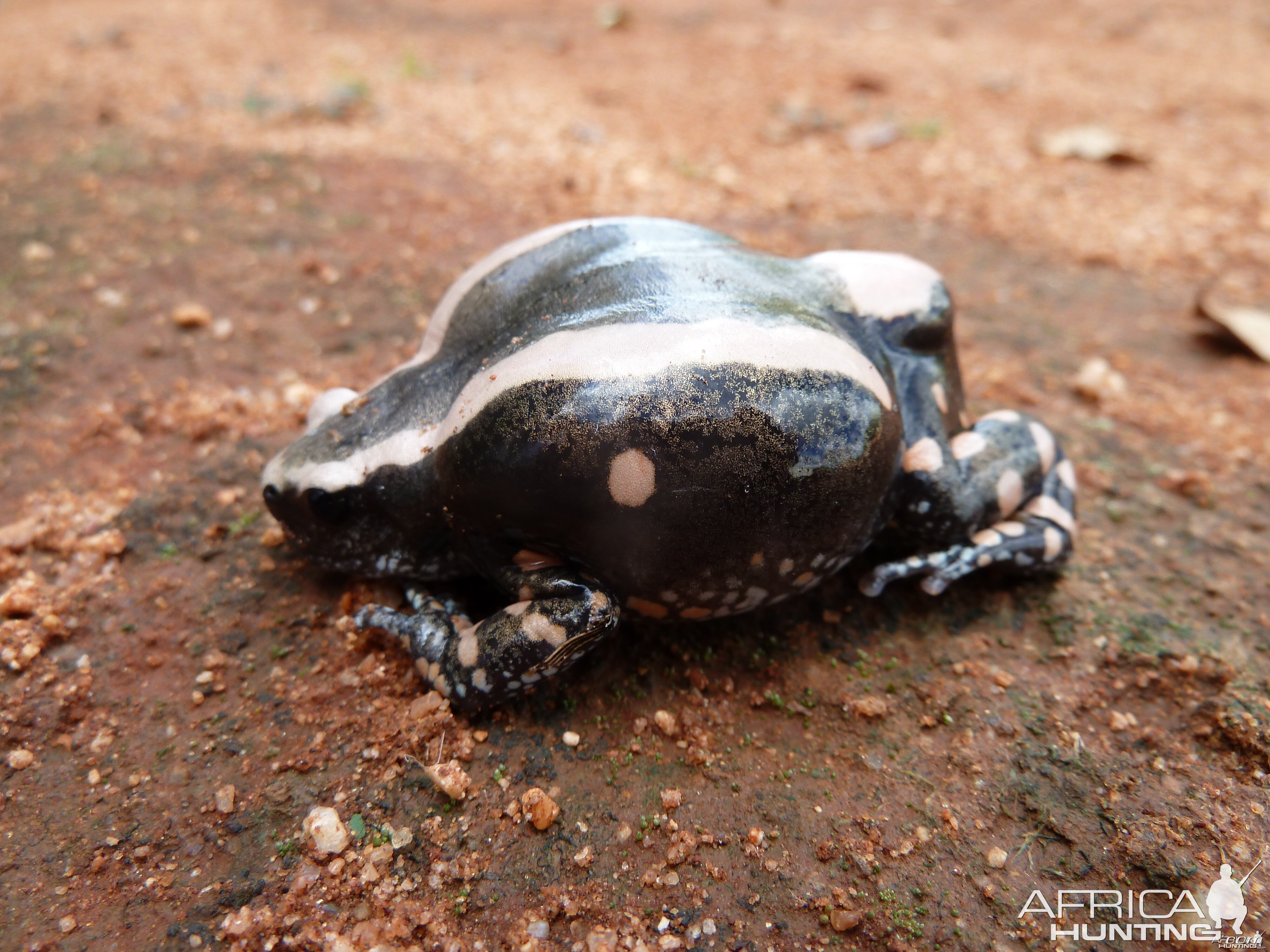 Banded Rubber Frog namibia