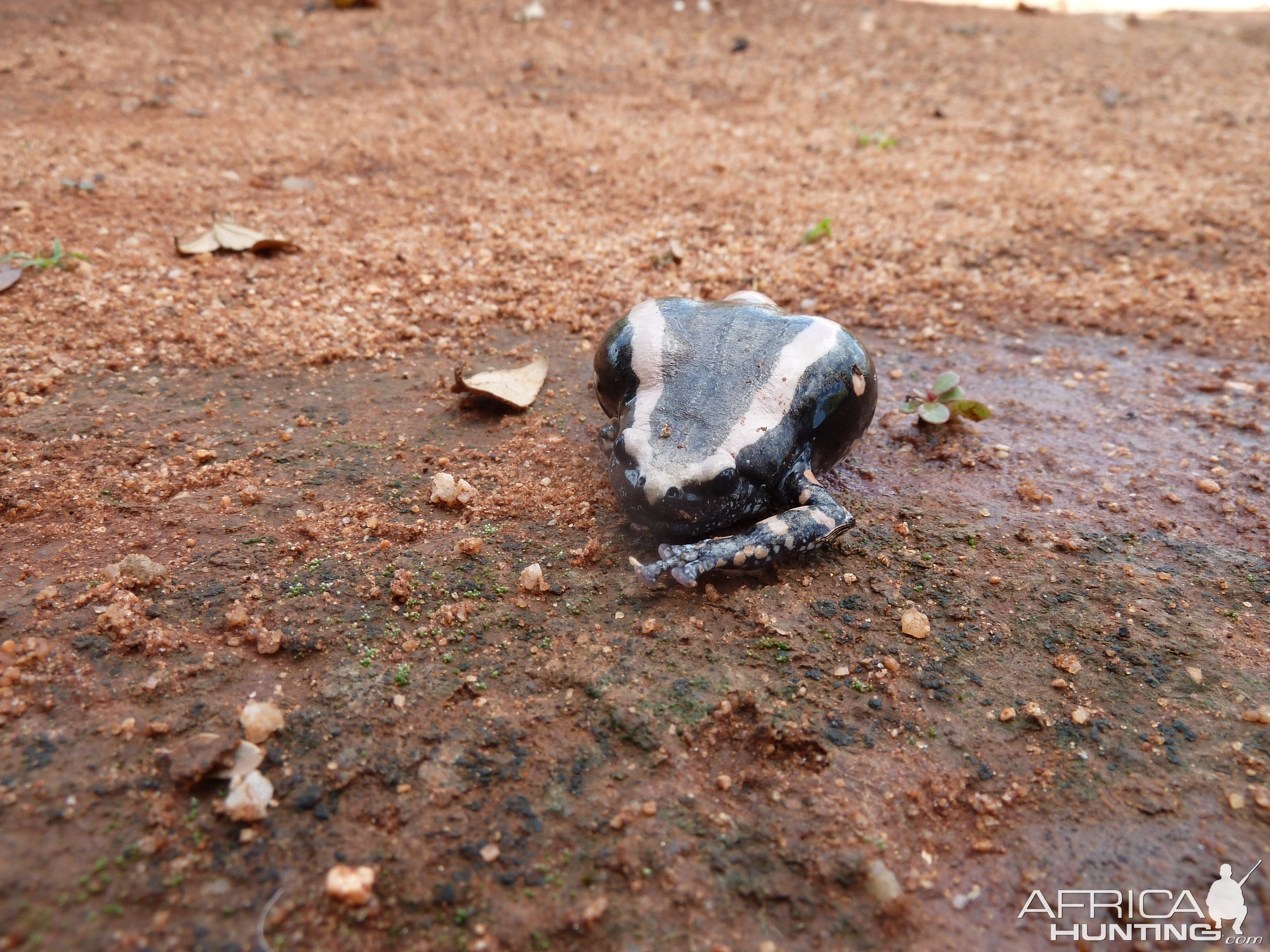 Banded Rubber Frog namibia