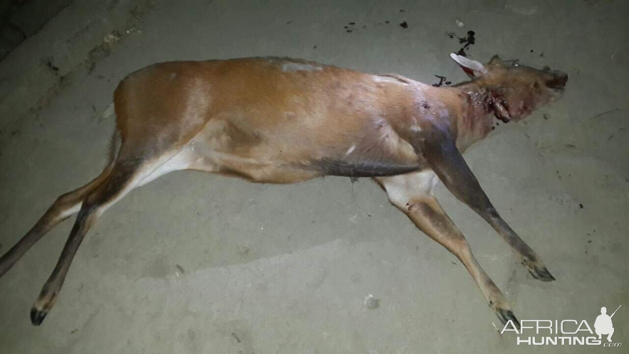 Bangladesh Hunt Kakar Deer