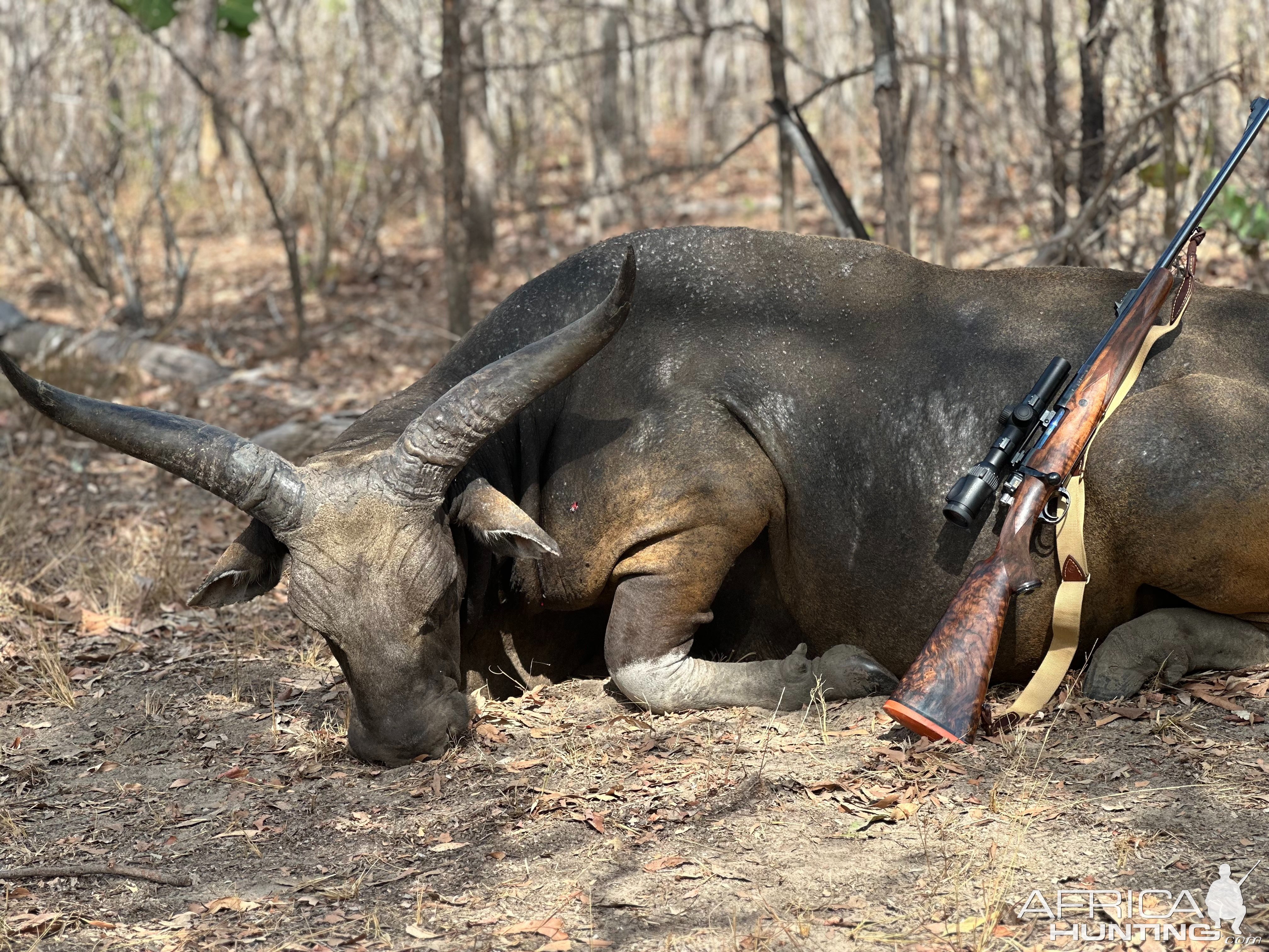 Banteng Bull Hunt Australia