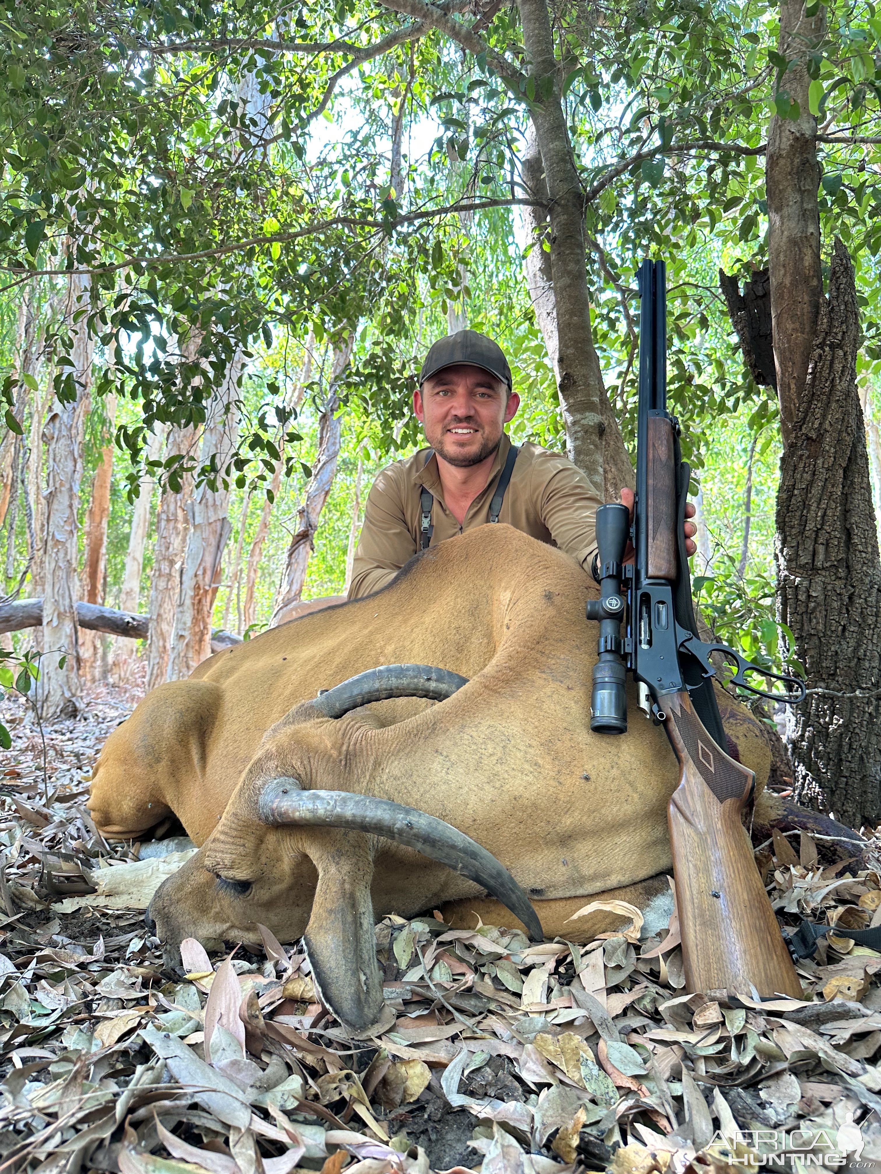 Banteng Cow Hunt Australia