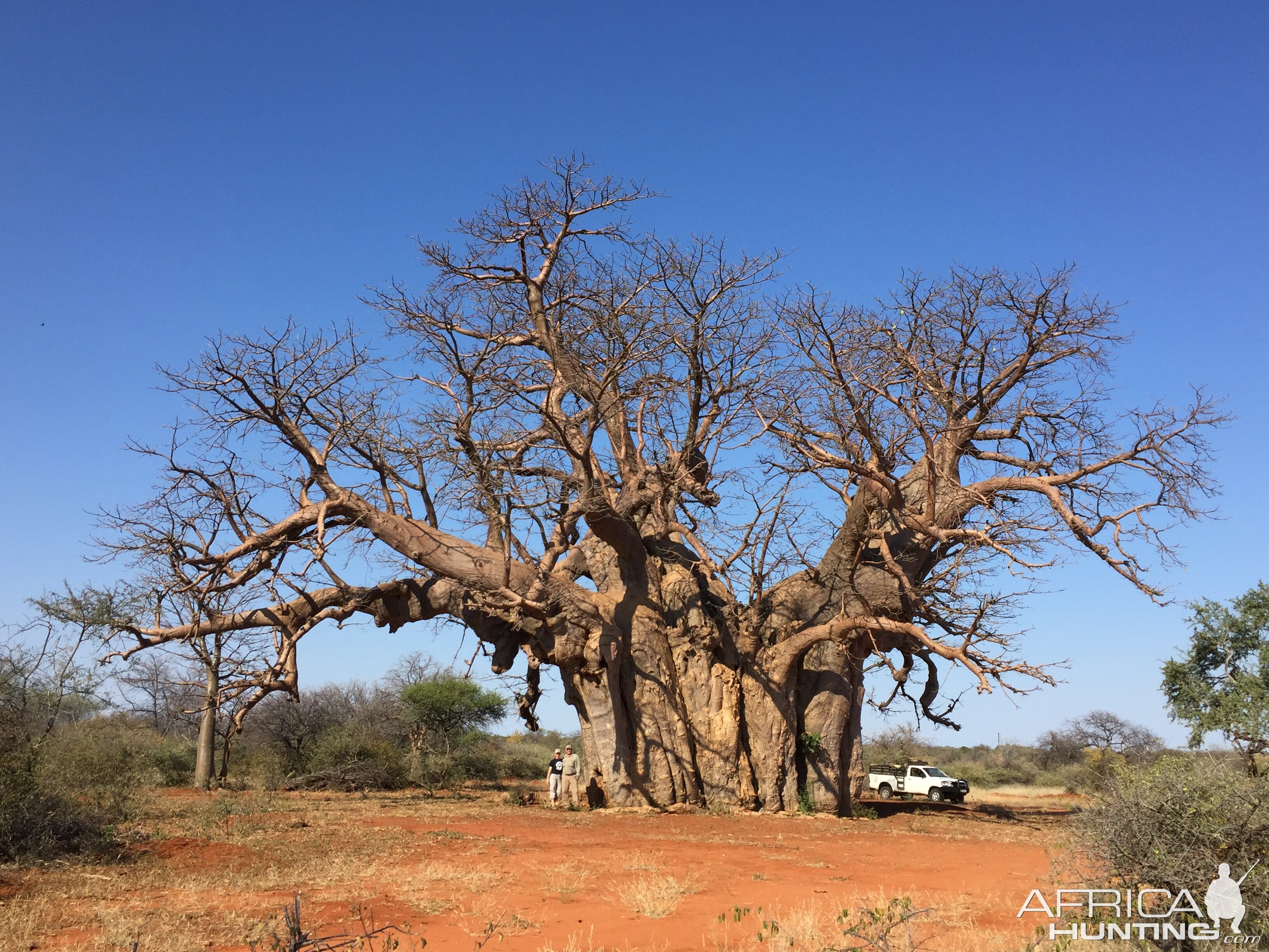Baobab Tree Africa