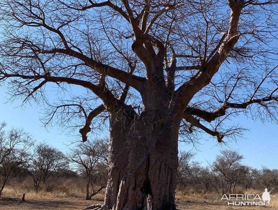 Baobab Tree South Africa | AfricaHunting.com