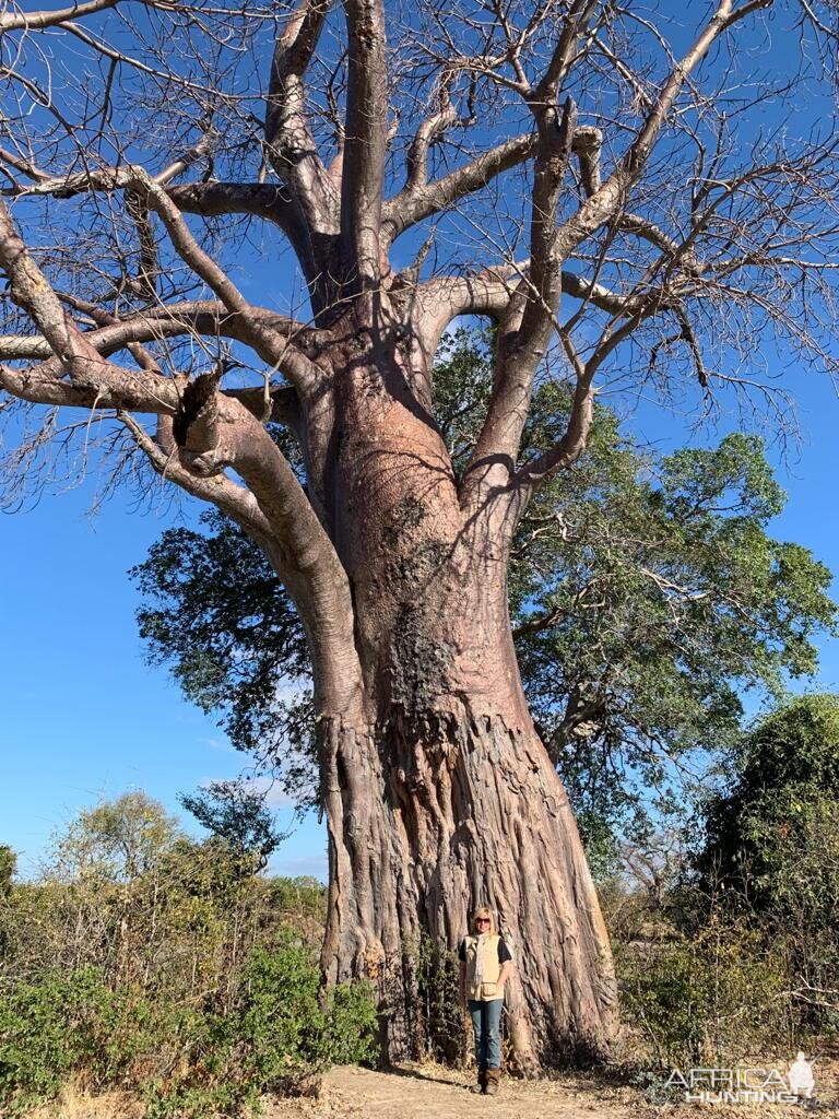 Baobabs Adansonia Tree Zimbabwe