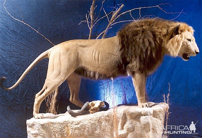 Barbary Lion Mount