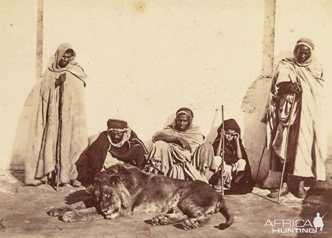 Barbary Lions Hunt Morocco