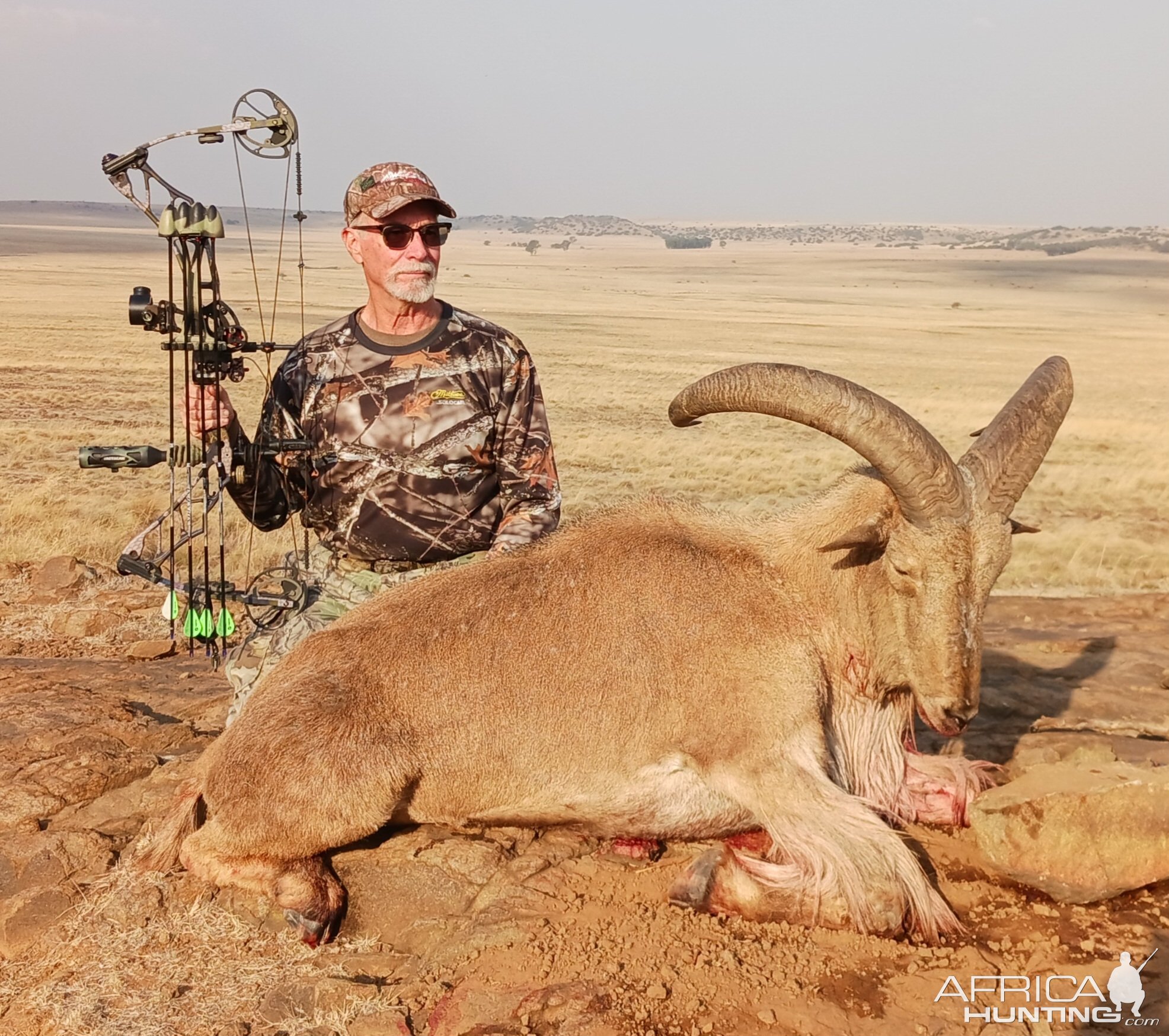 Barbary Sheep Bow Hunt South Africa