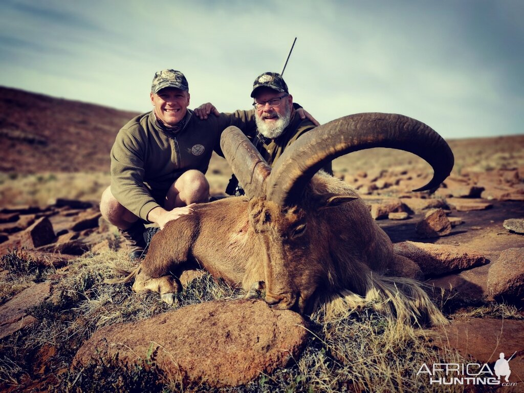 Barbary Sheep Hunt South Africa