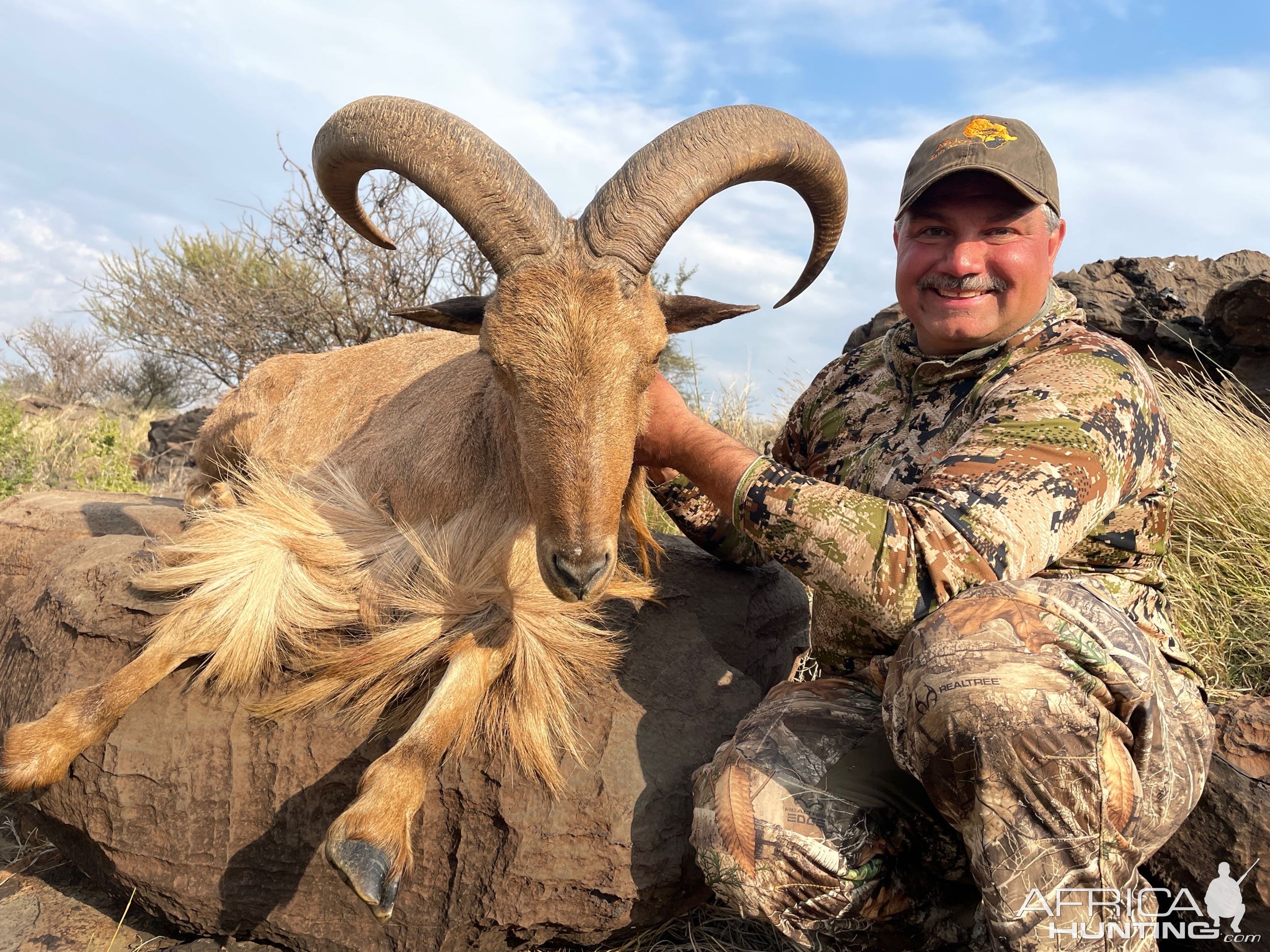 Barbary sheep Hunt South Africa