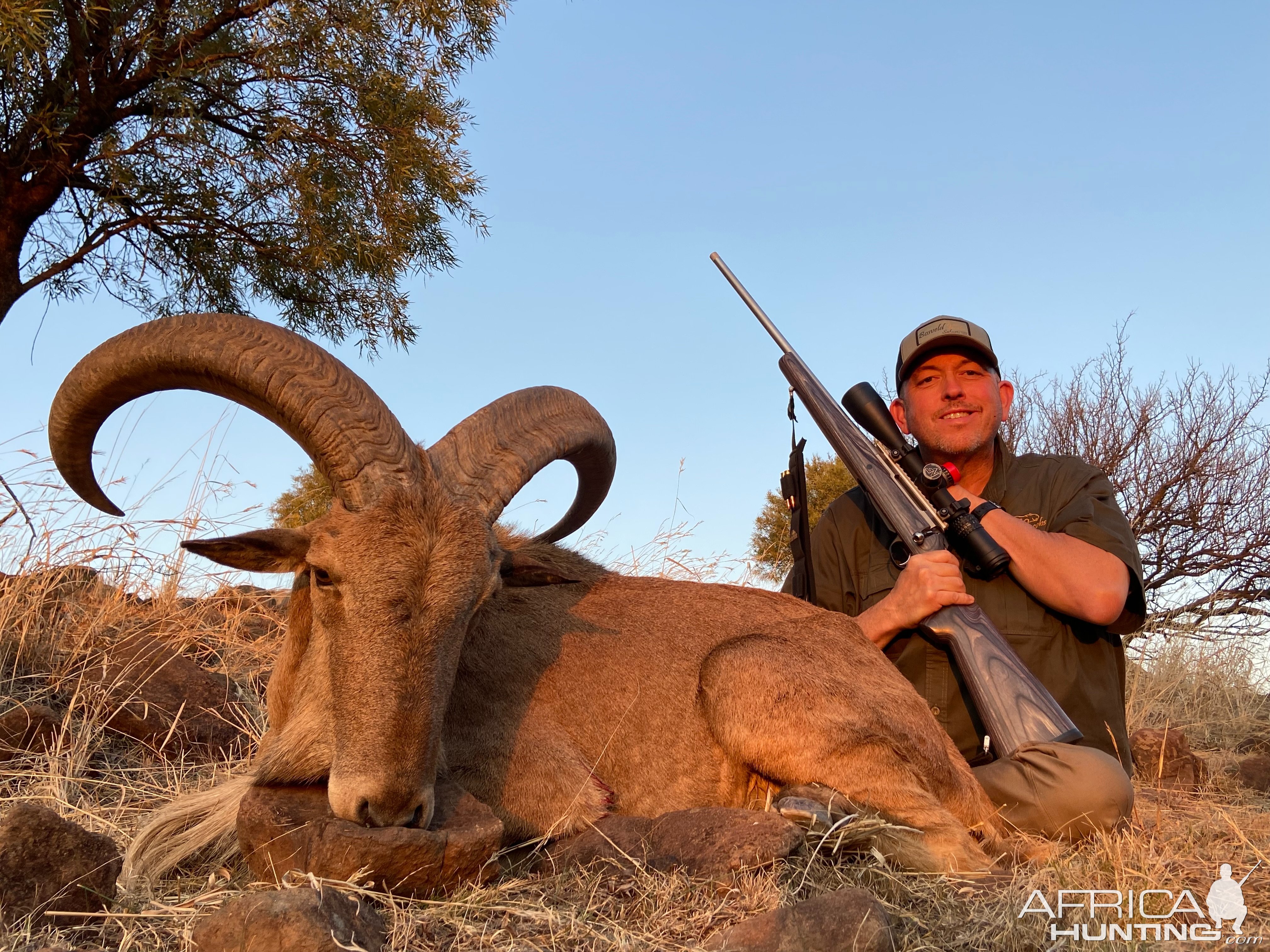 Barbary Sheep Hunt South Africa