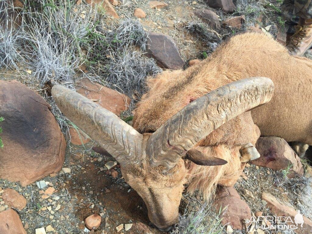 Barbary Sheep Hunt