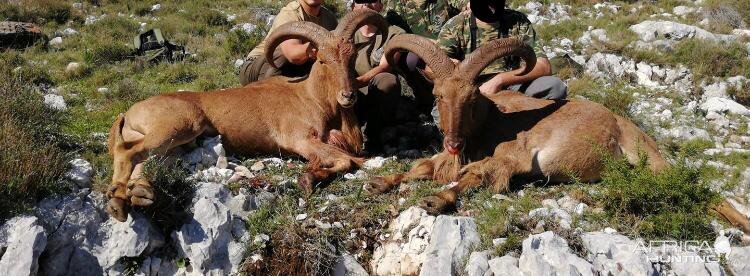 barbary sheep hunting