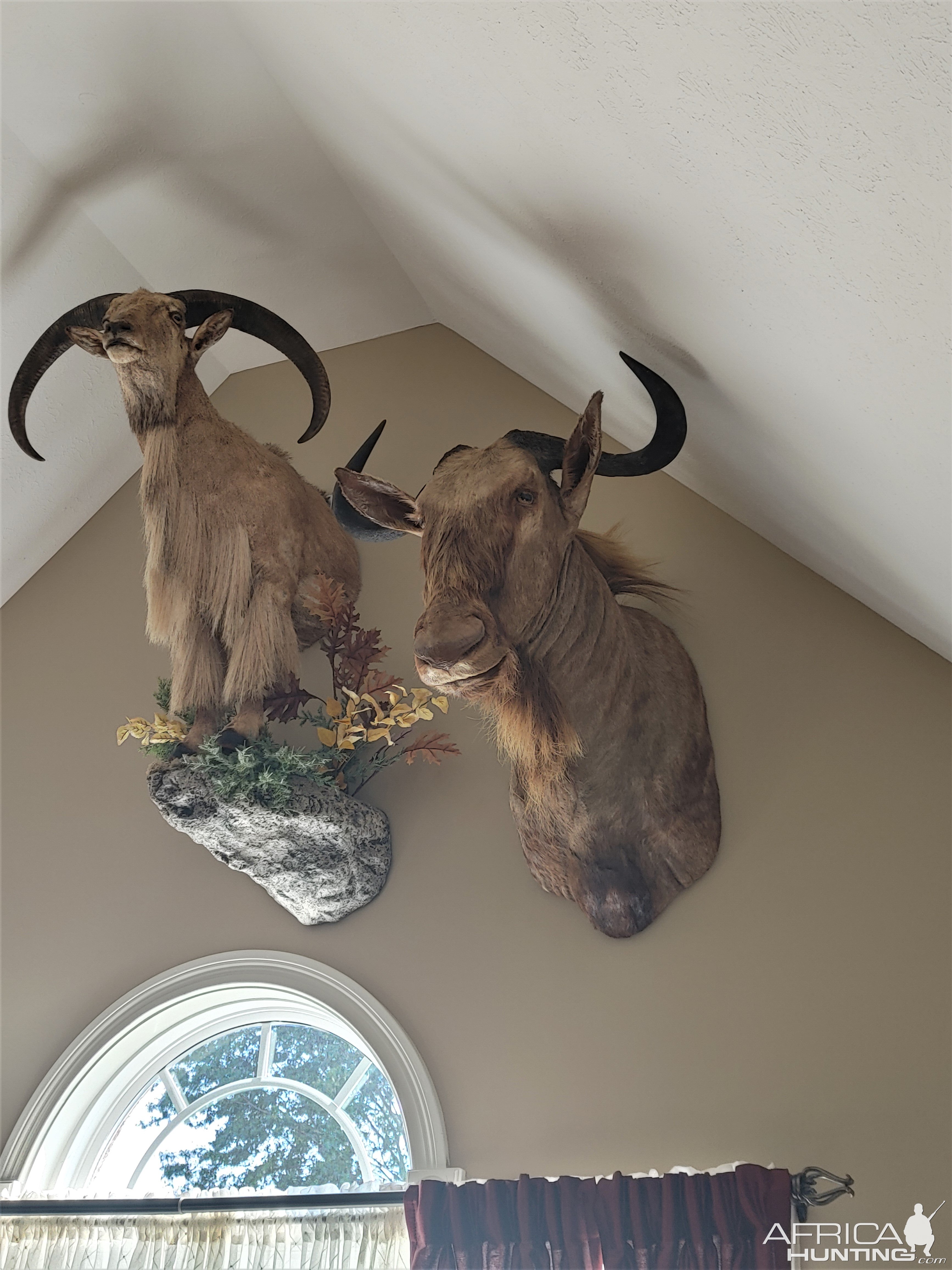 Barbary Sheep & Wildebeest Shoulder Mount Taxidermy