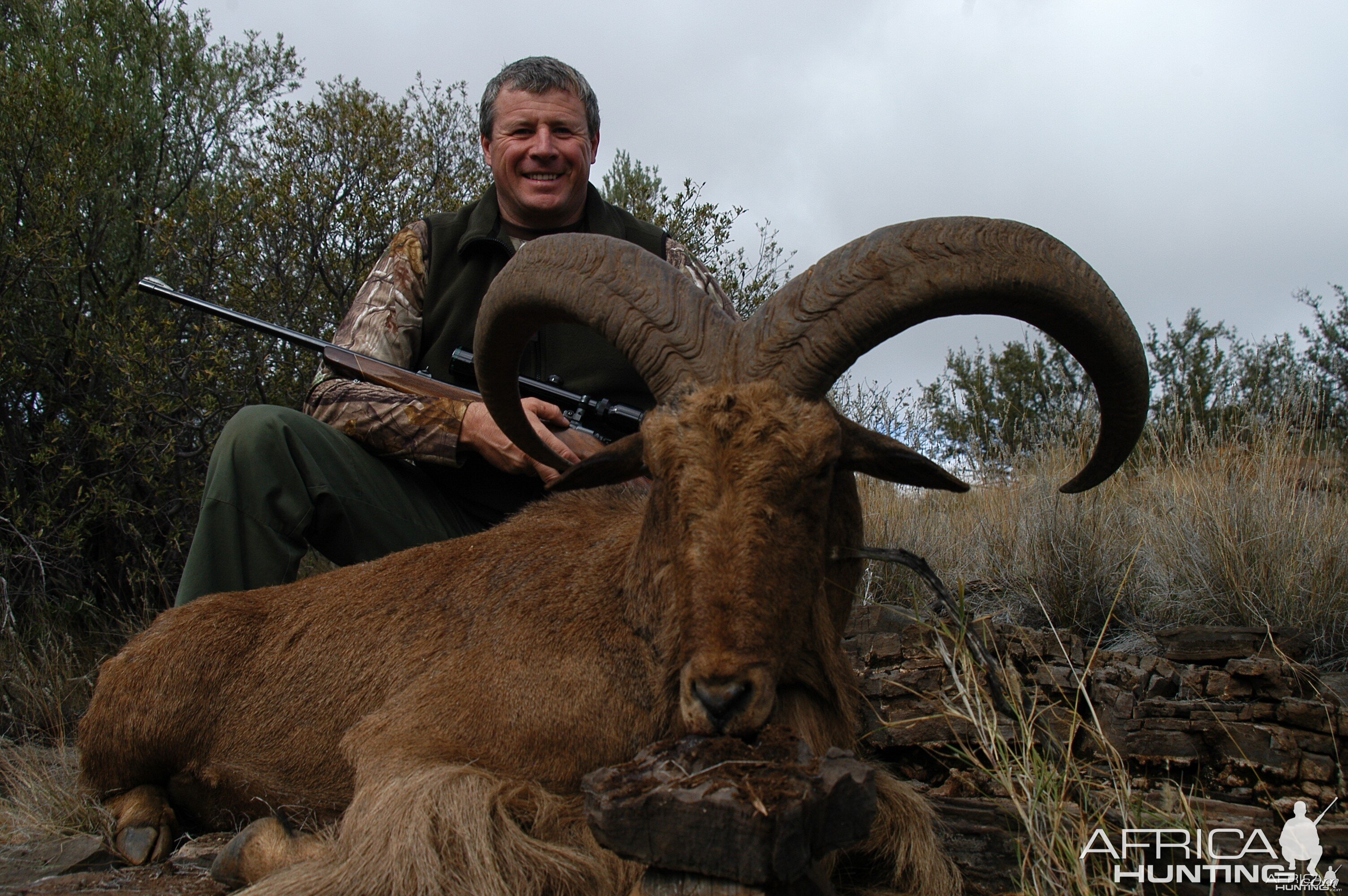 Barbary Sheep