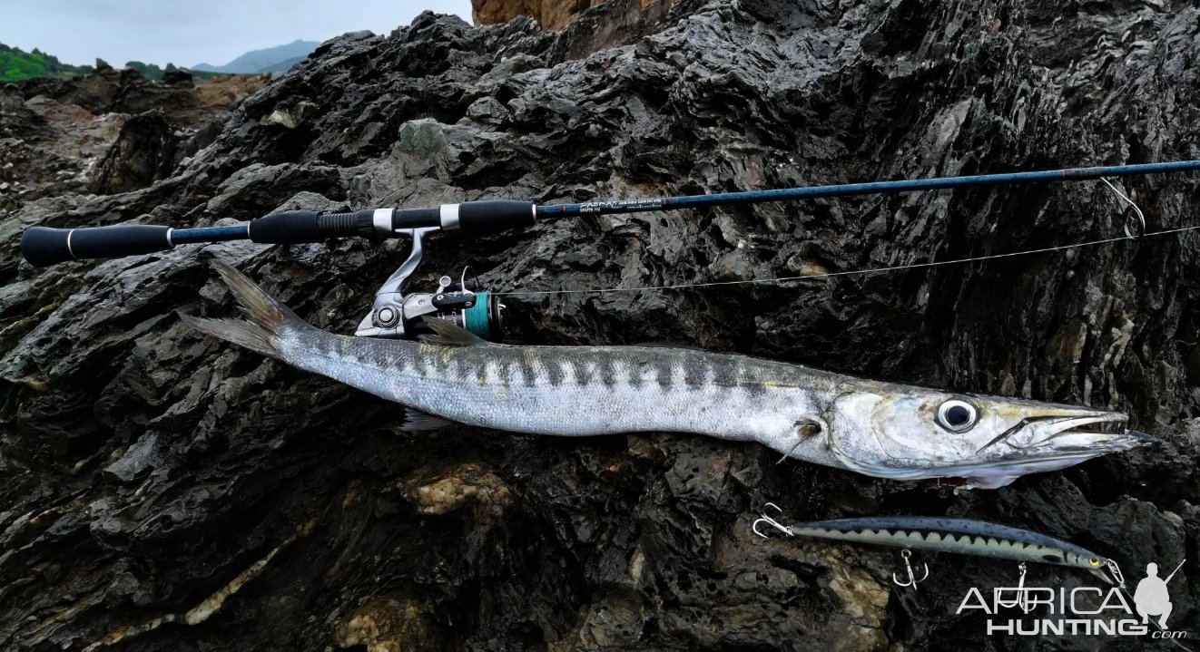 Barracuda Fishing Italy