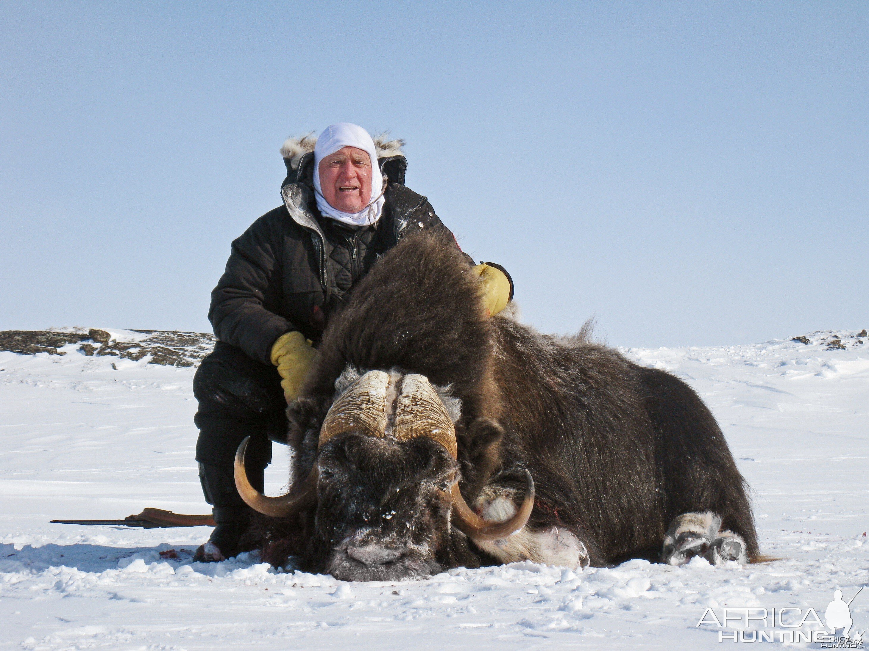 Barren Ground Musk-Ox Hunt