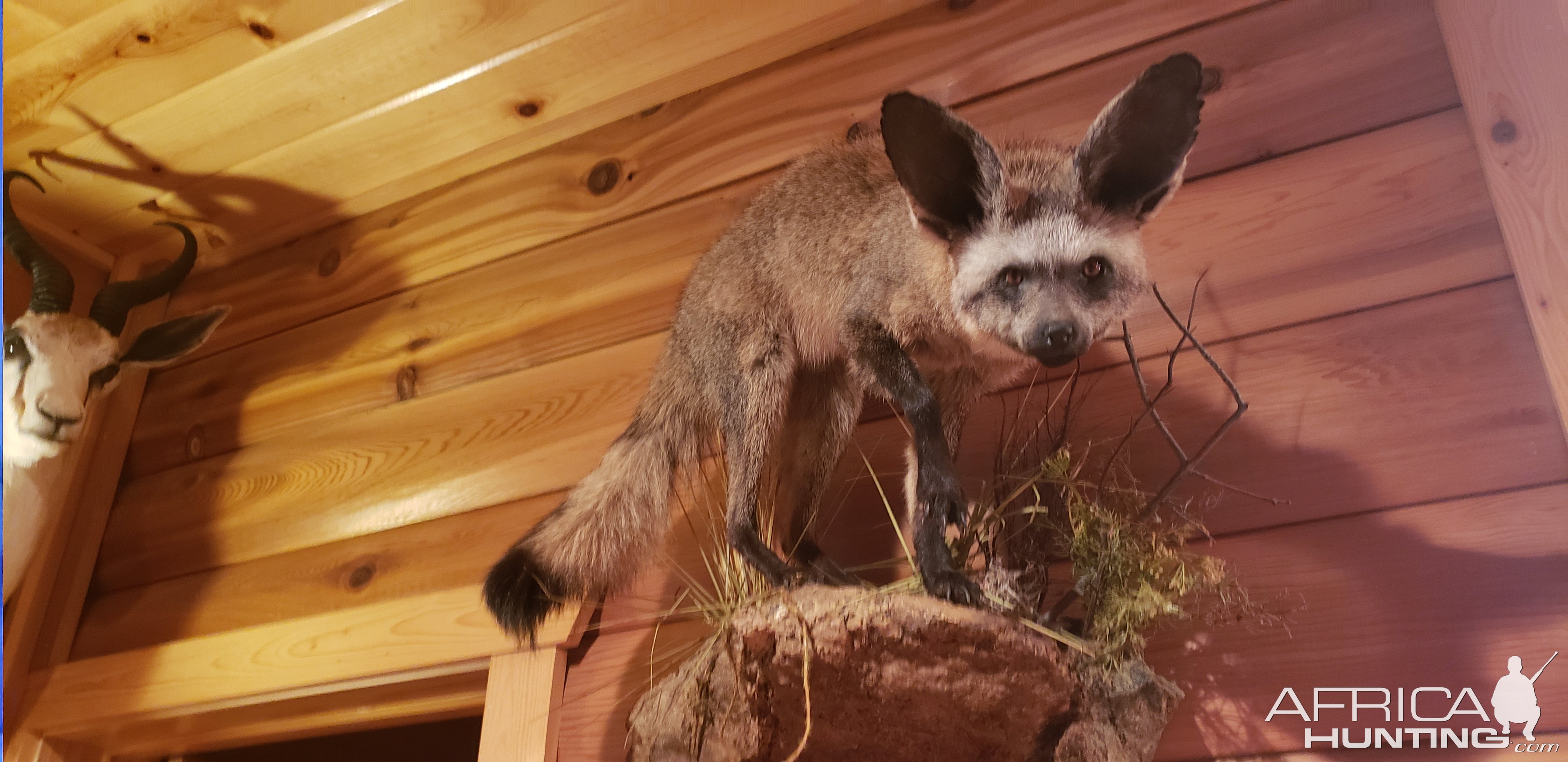 Bat-Ear Fox Full Mount Taxidermy