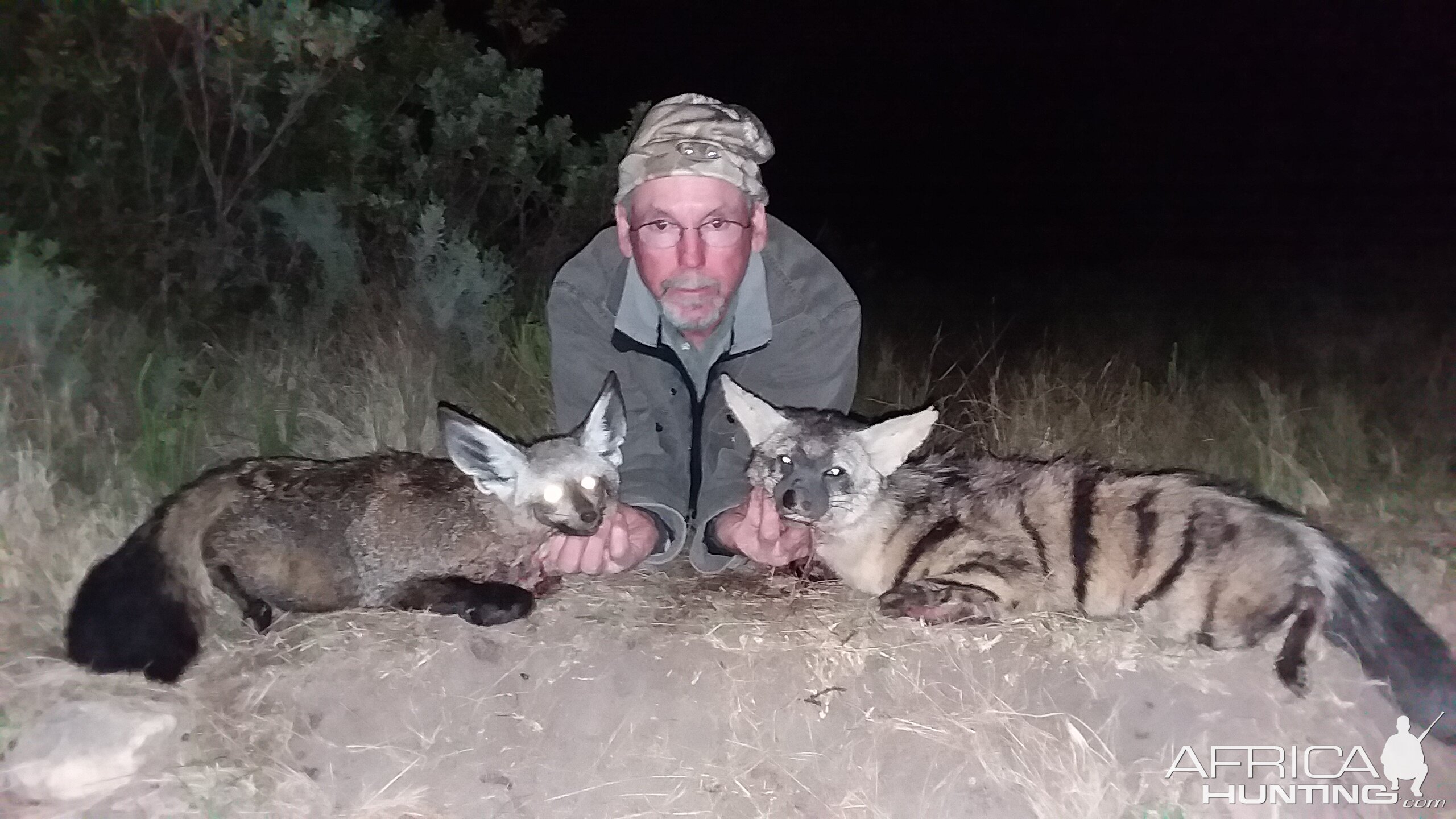 Bat-eared fox & Aardwolf Hunt South Africa