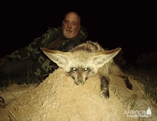 Bat-eared Fox Hunting Sunset Safaris