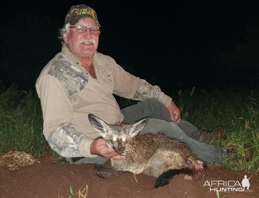 Bat-eared Fox Hunting Sunset Safaris