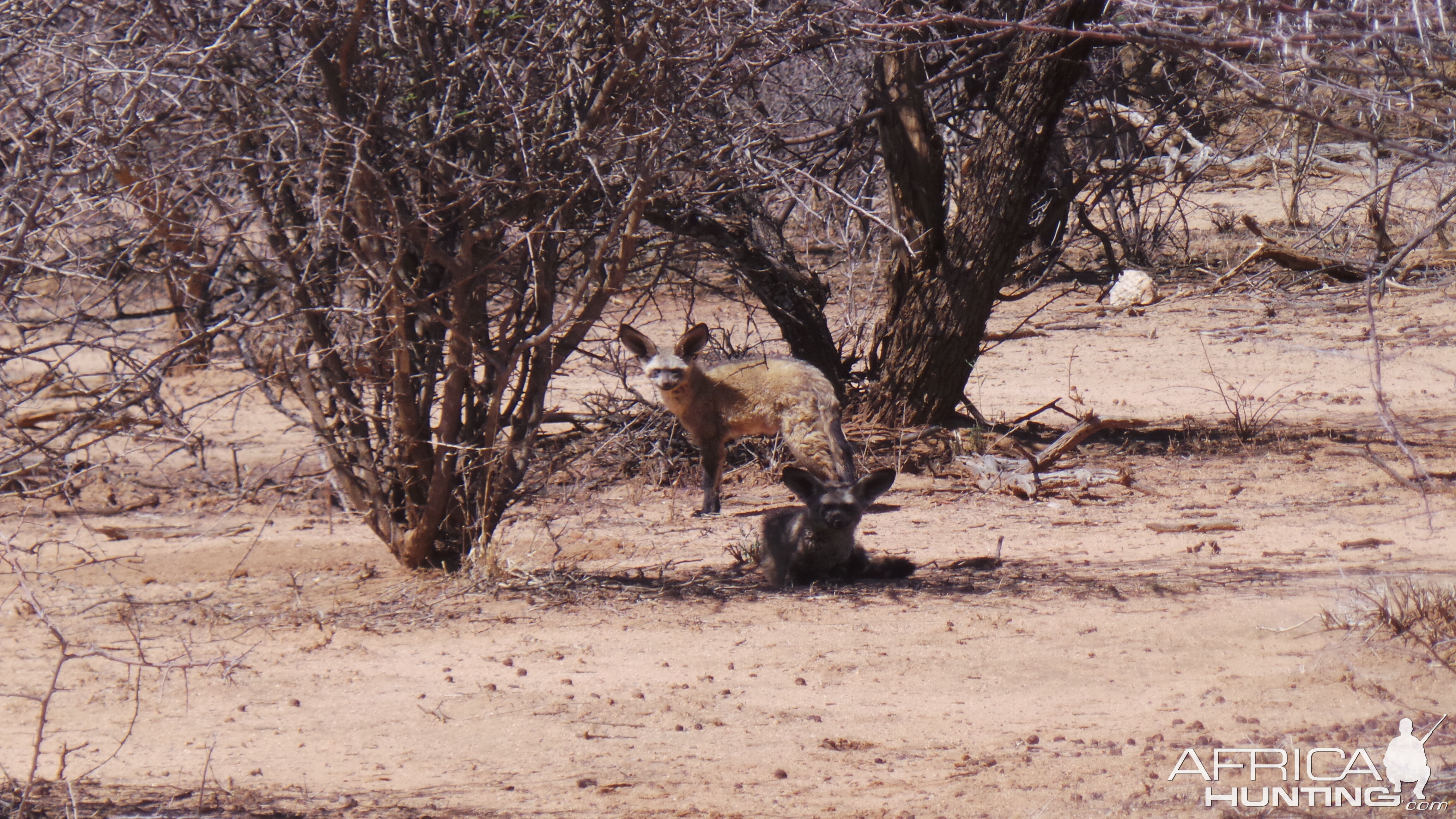 Bat-Eared Fox Namibia