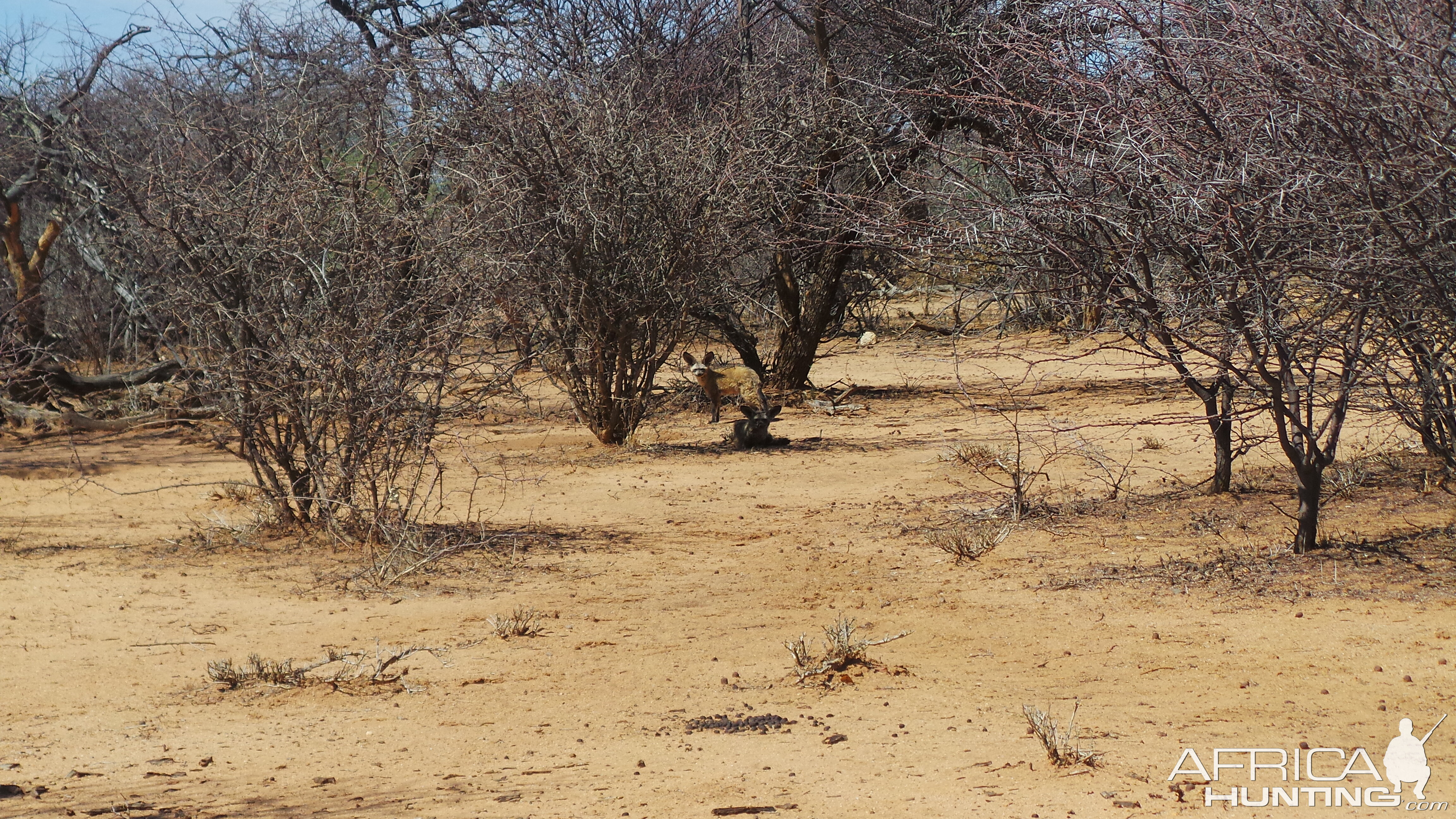 Bat-Eared Fox Namibia