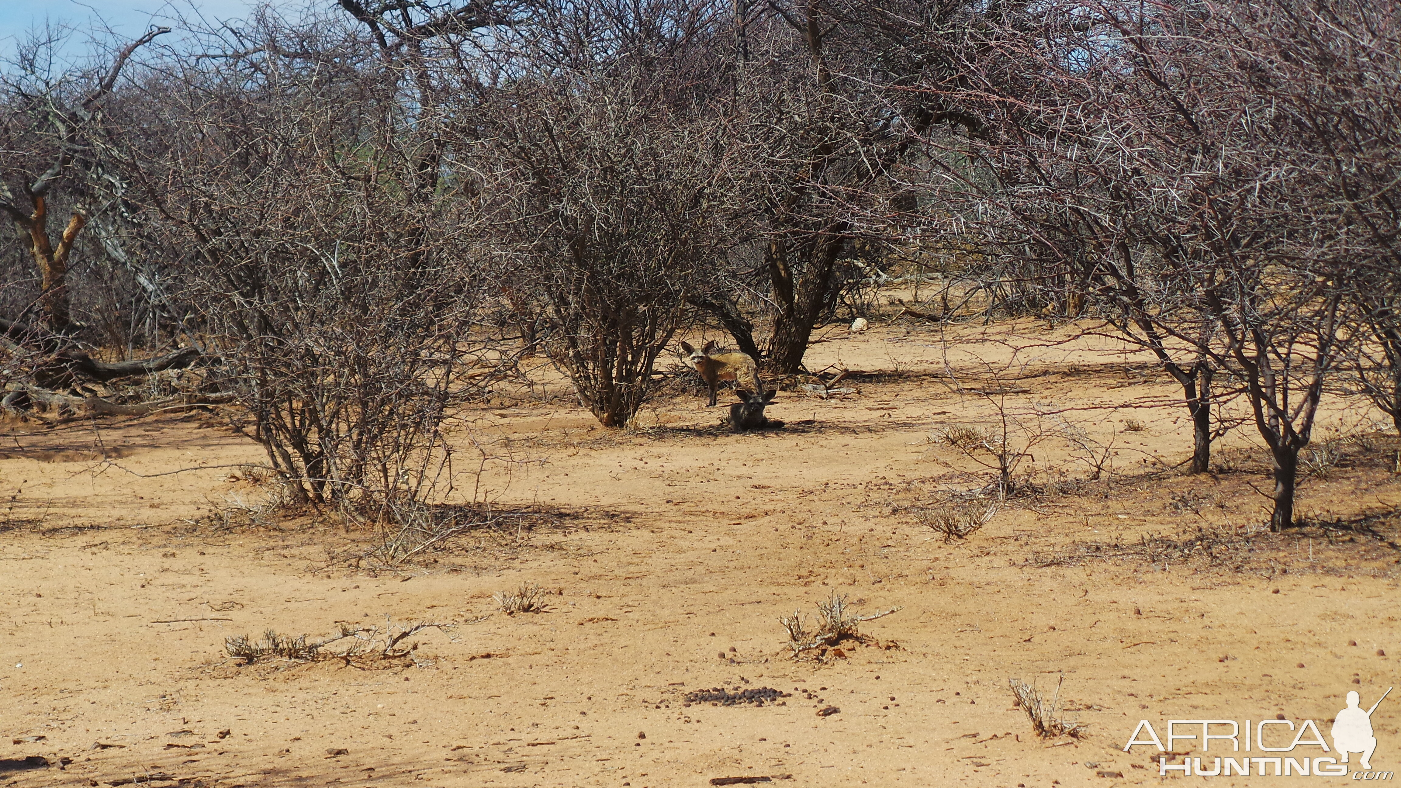 Bat-Eared Fox Namibia