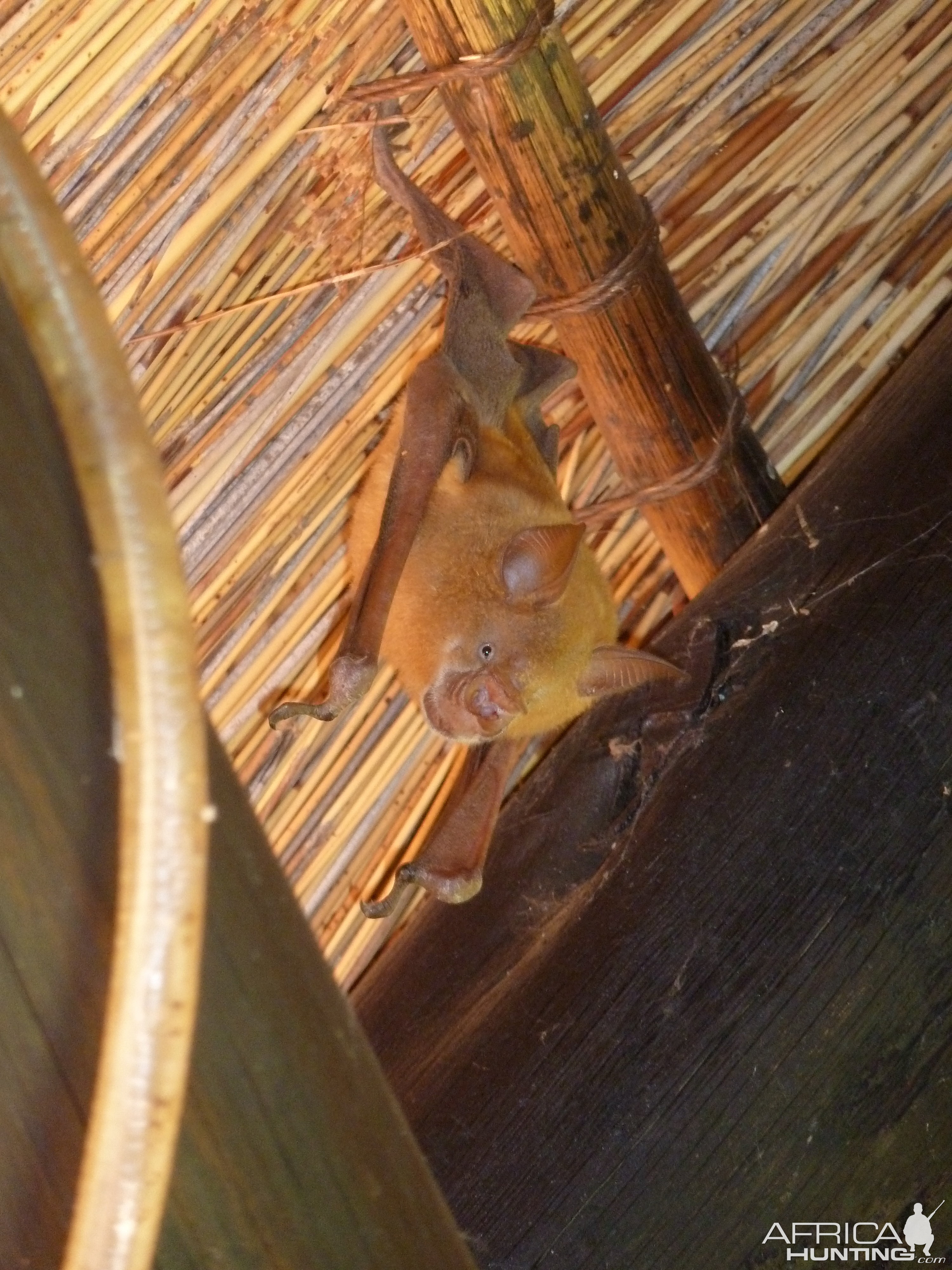 Bat Namibia