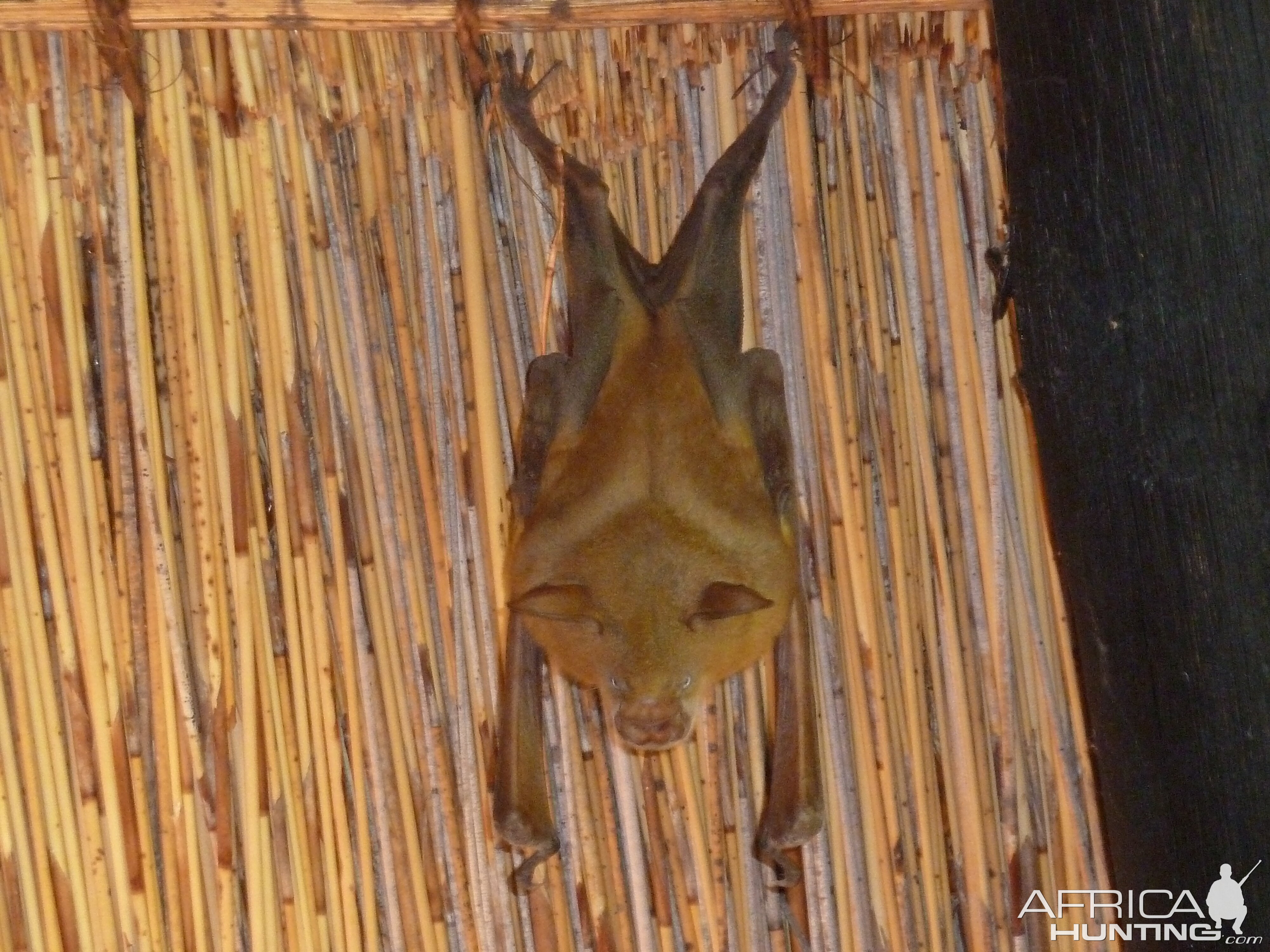 Bat Namibia