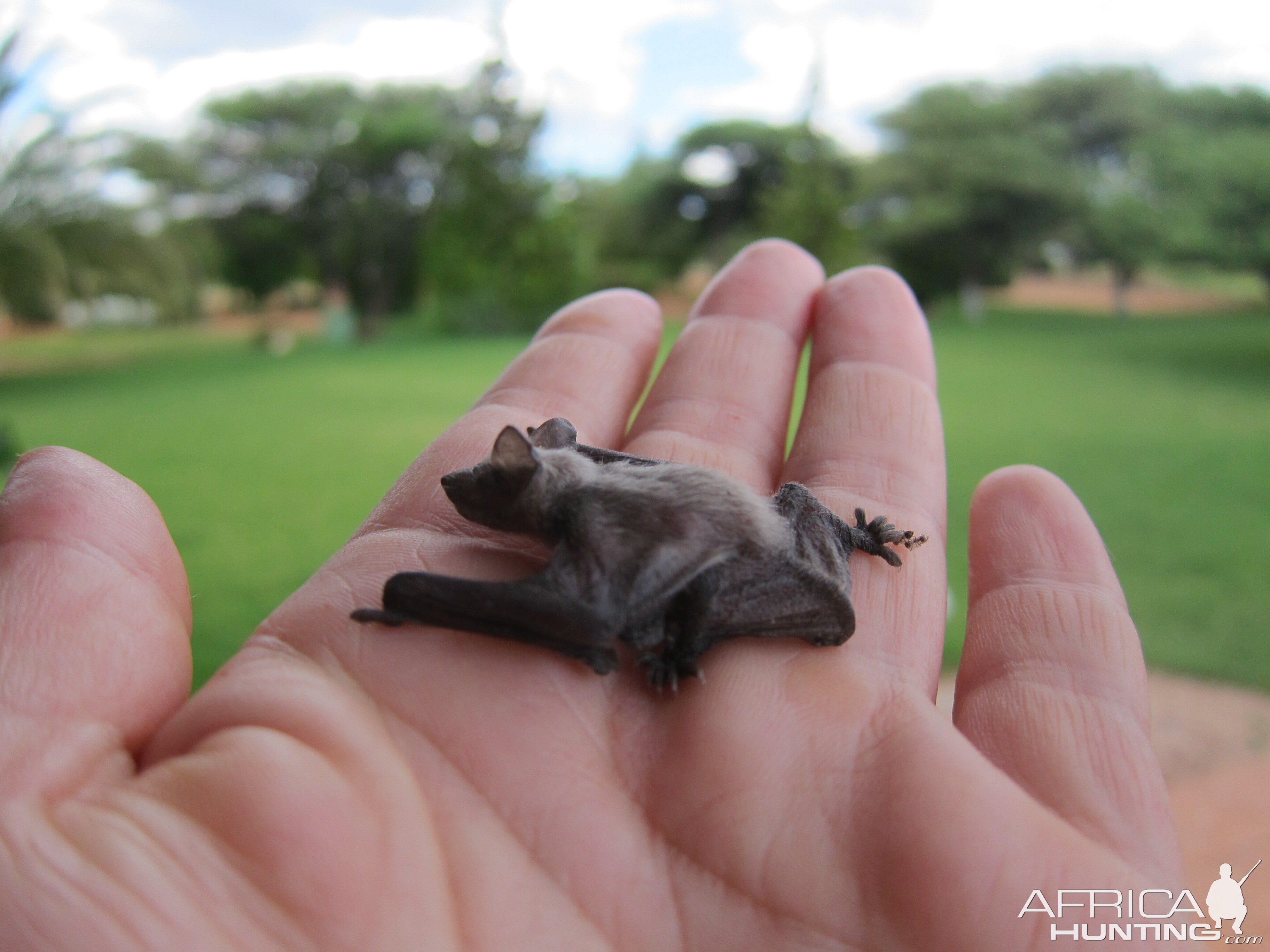 Bat Namibia