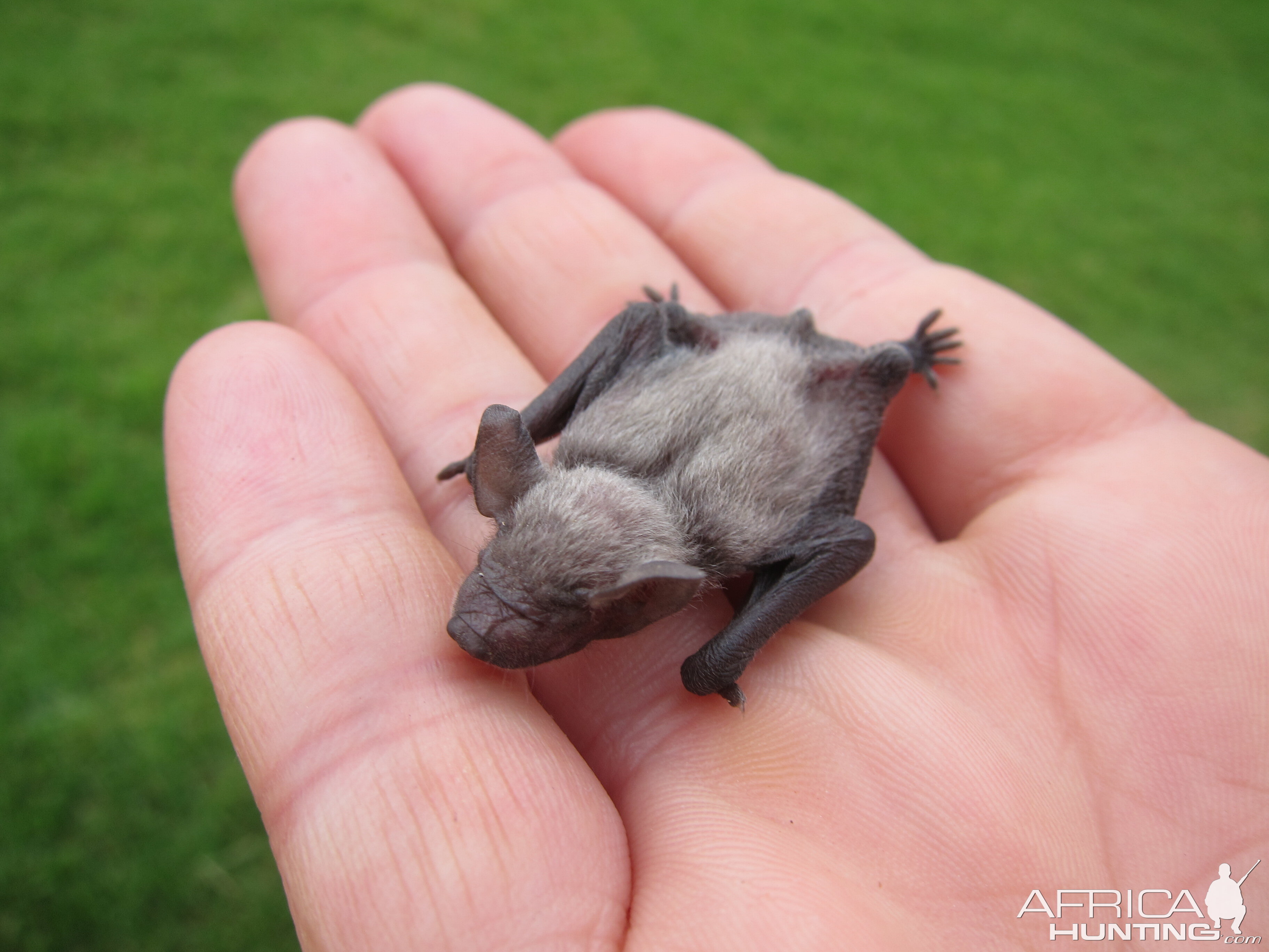 Bat Namibia