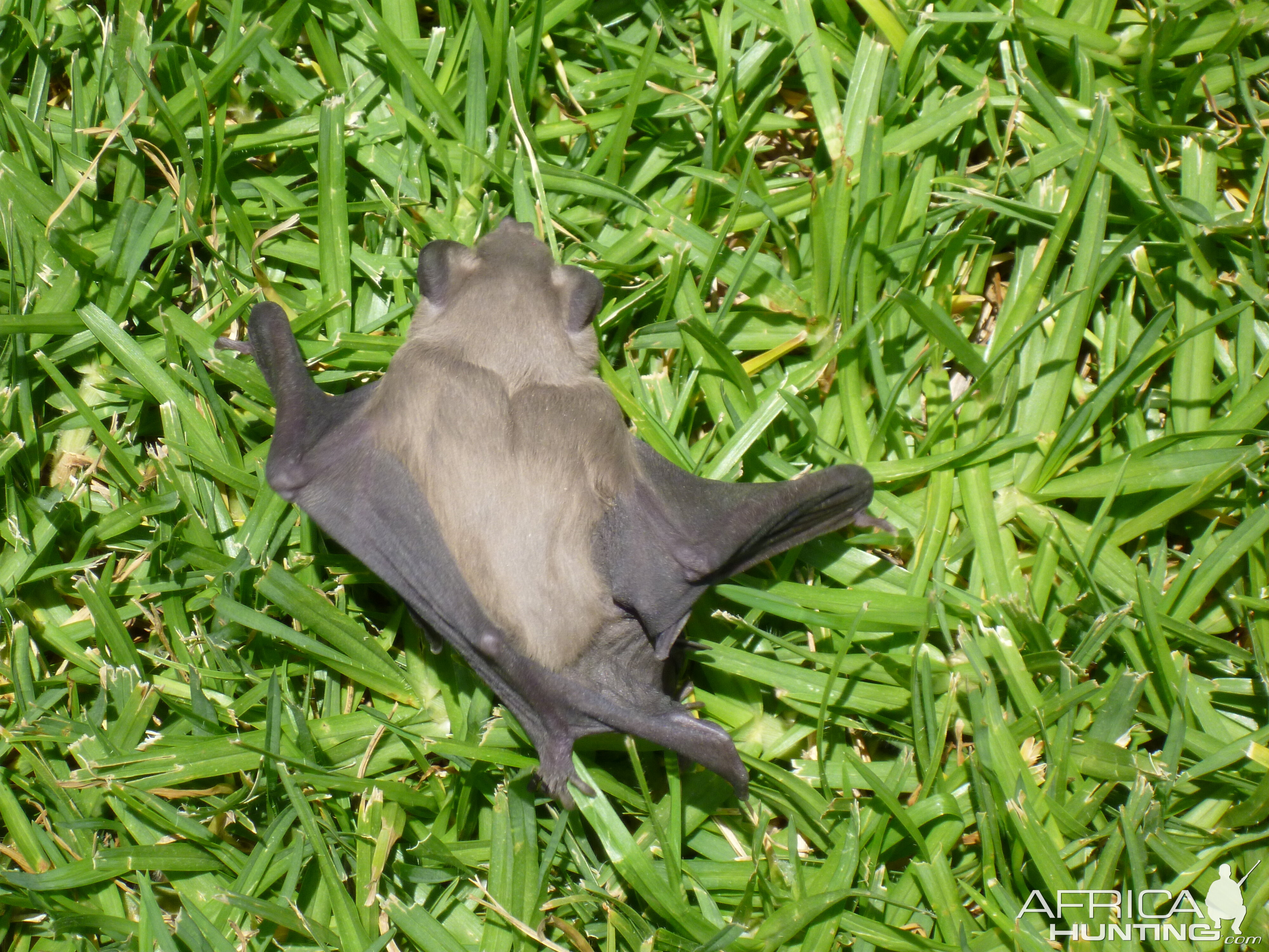 Bat Namibia