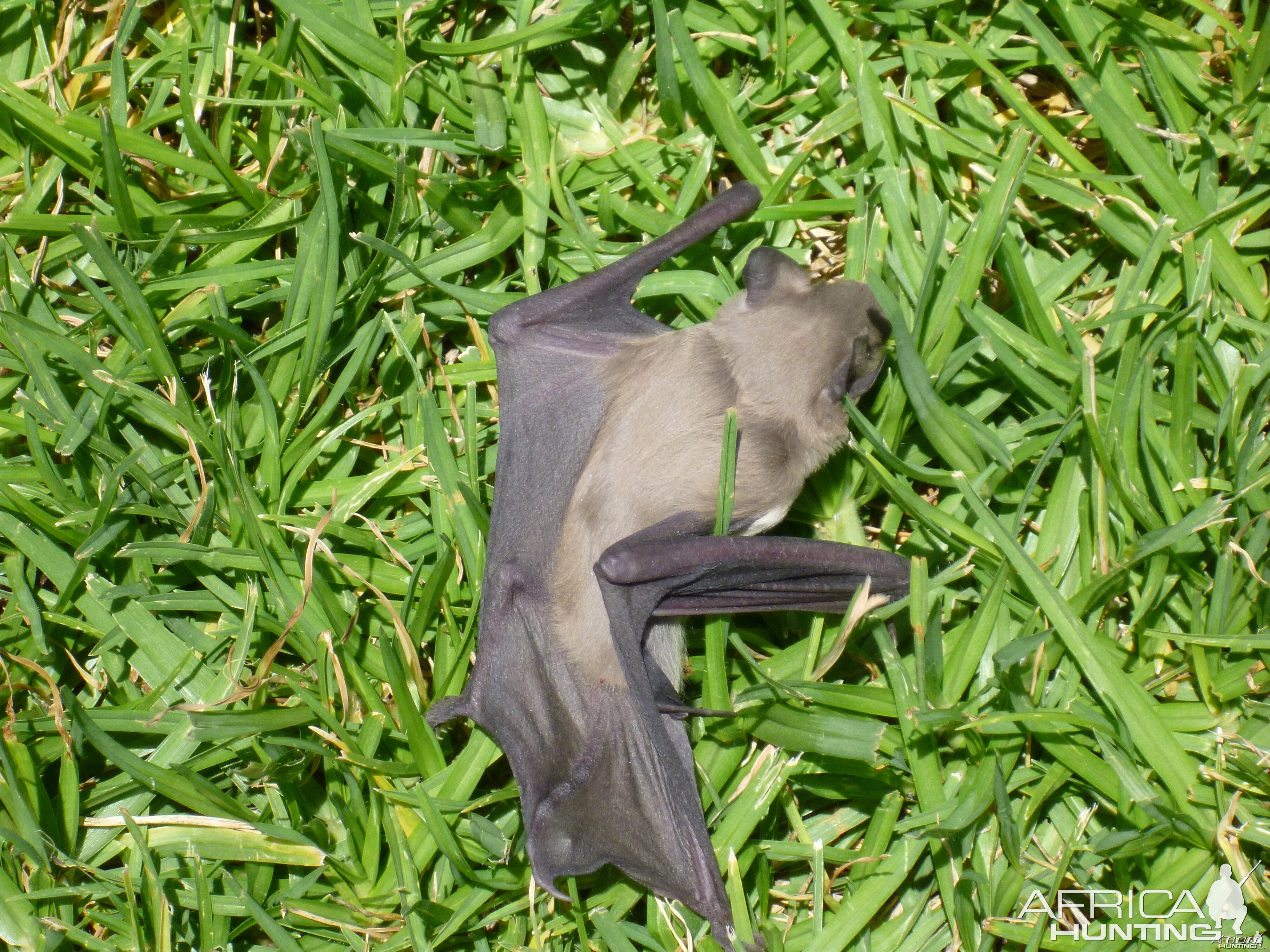 Bat Namibia