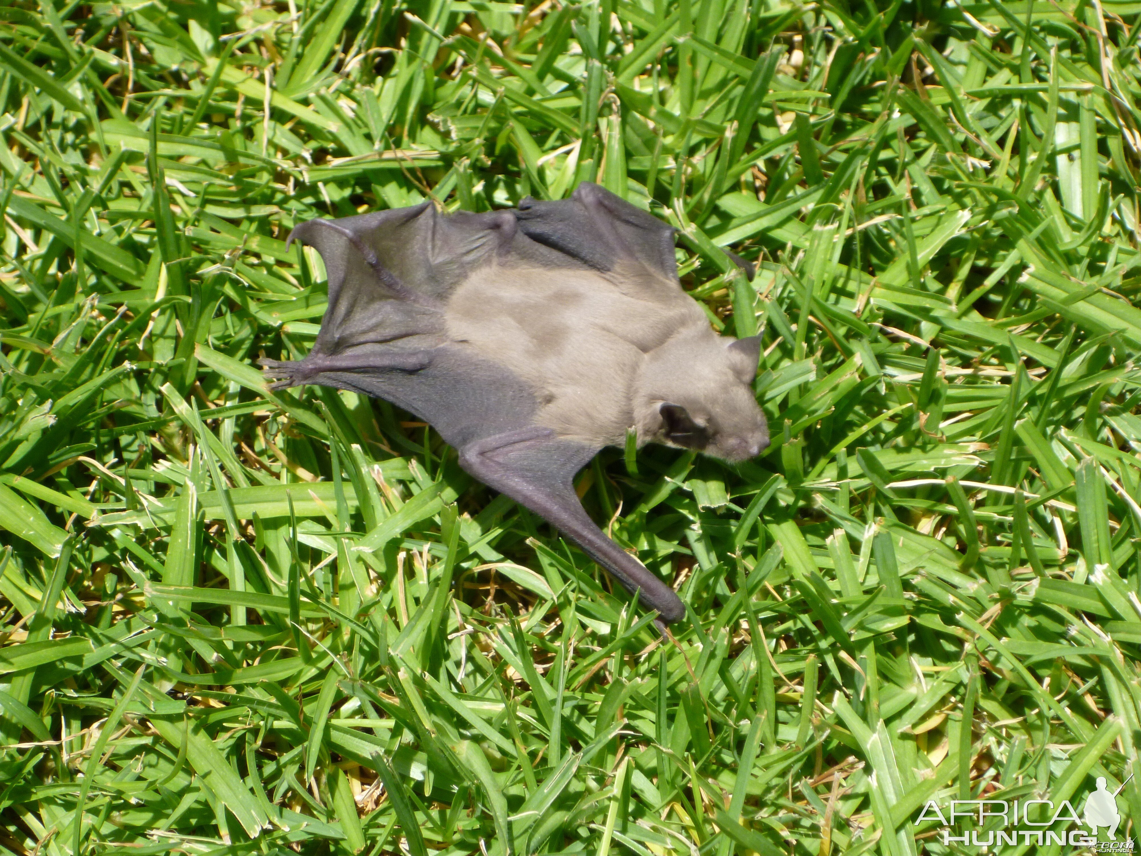 Bat Namibia