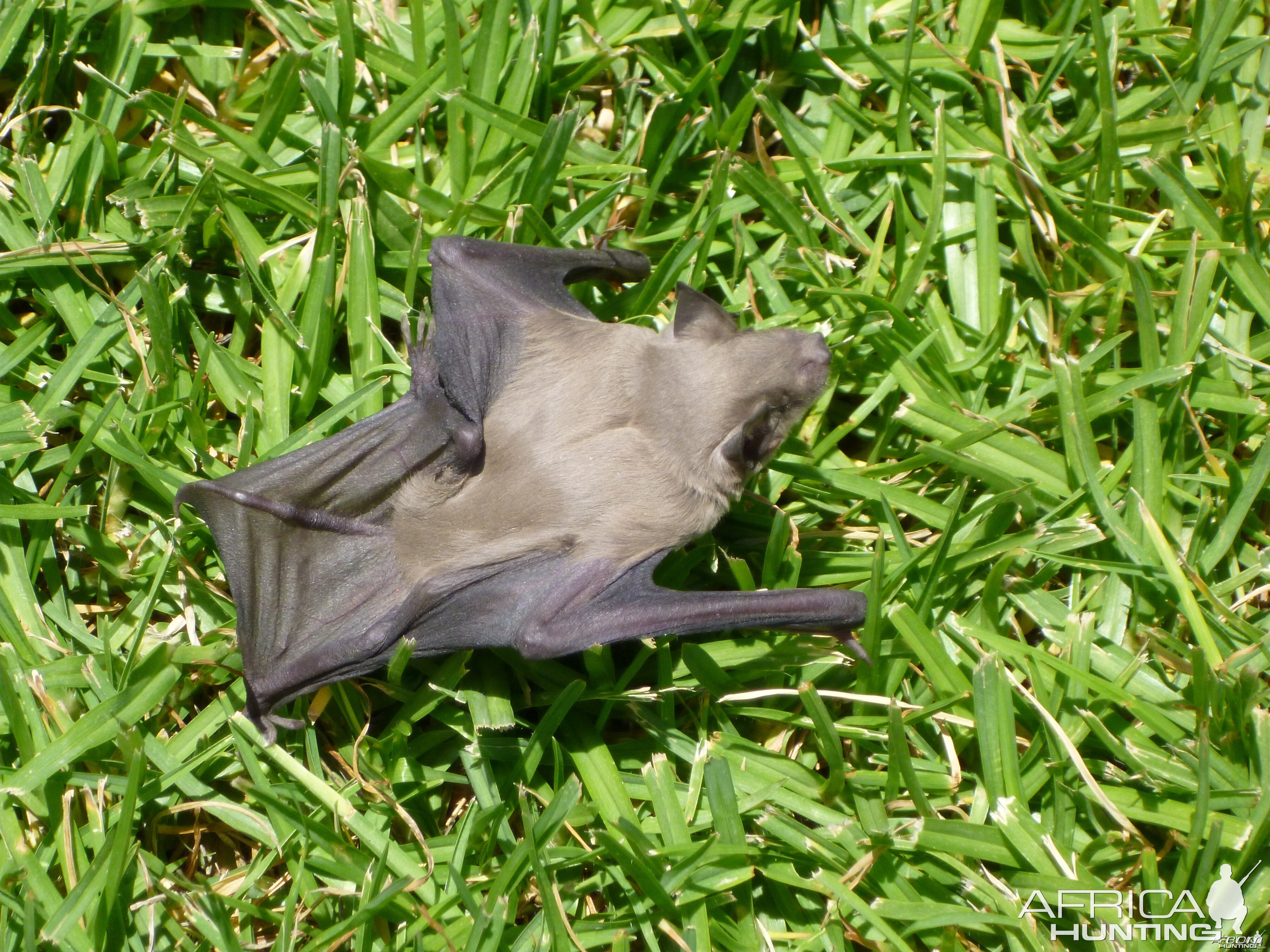 Bat Namibia