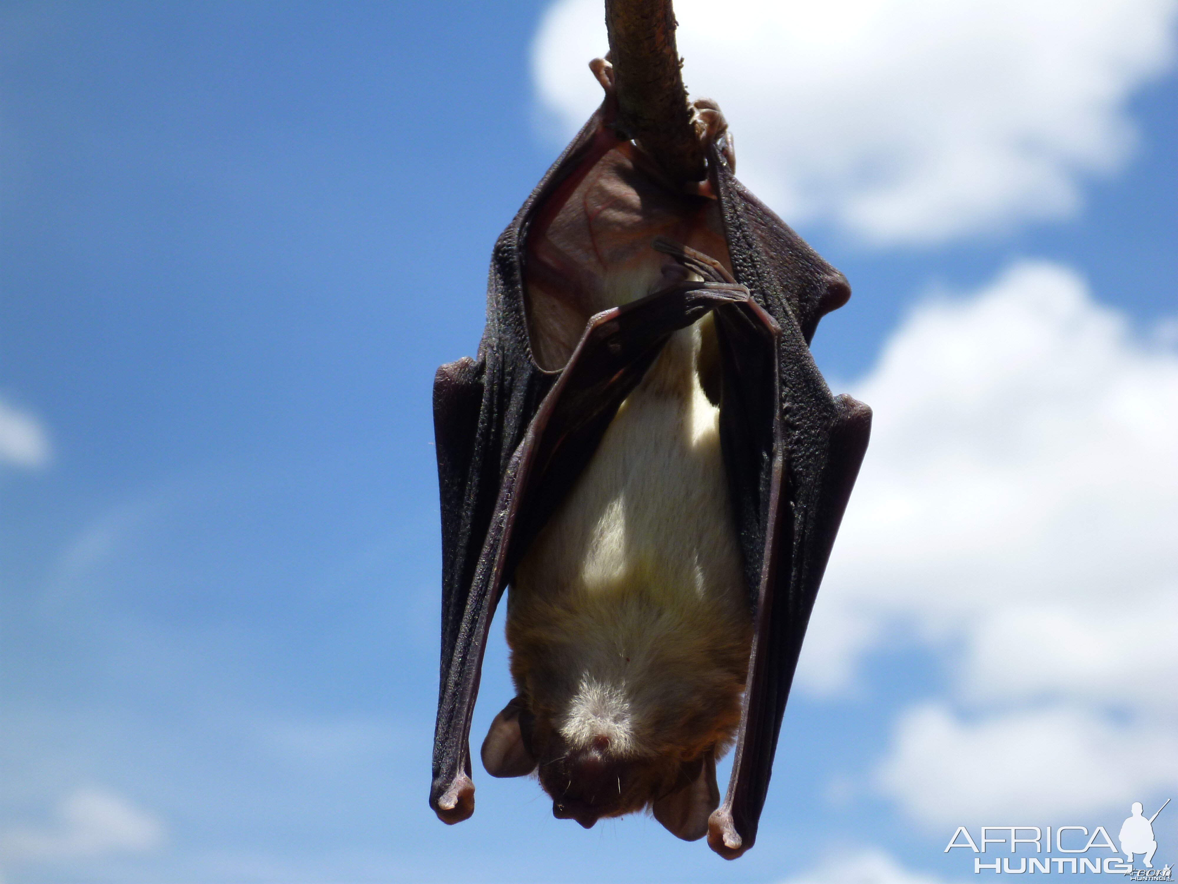 Bat Namibia