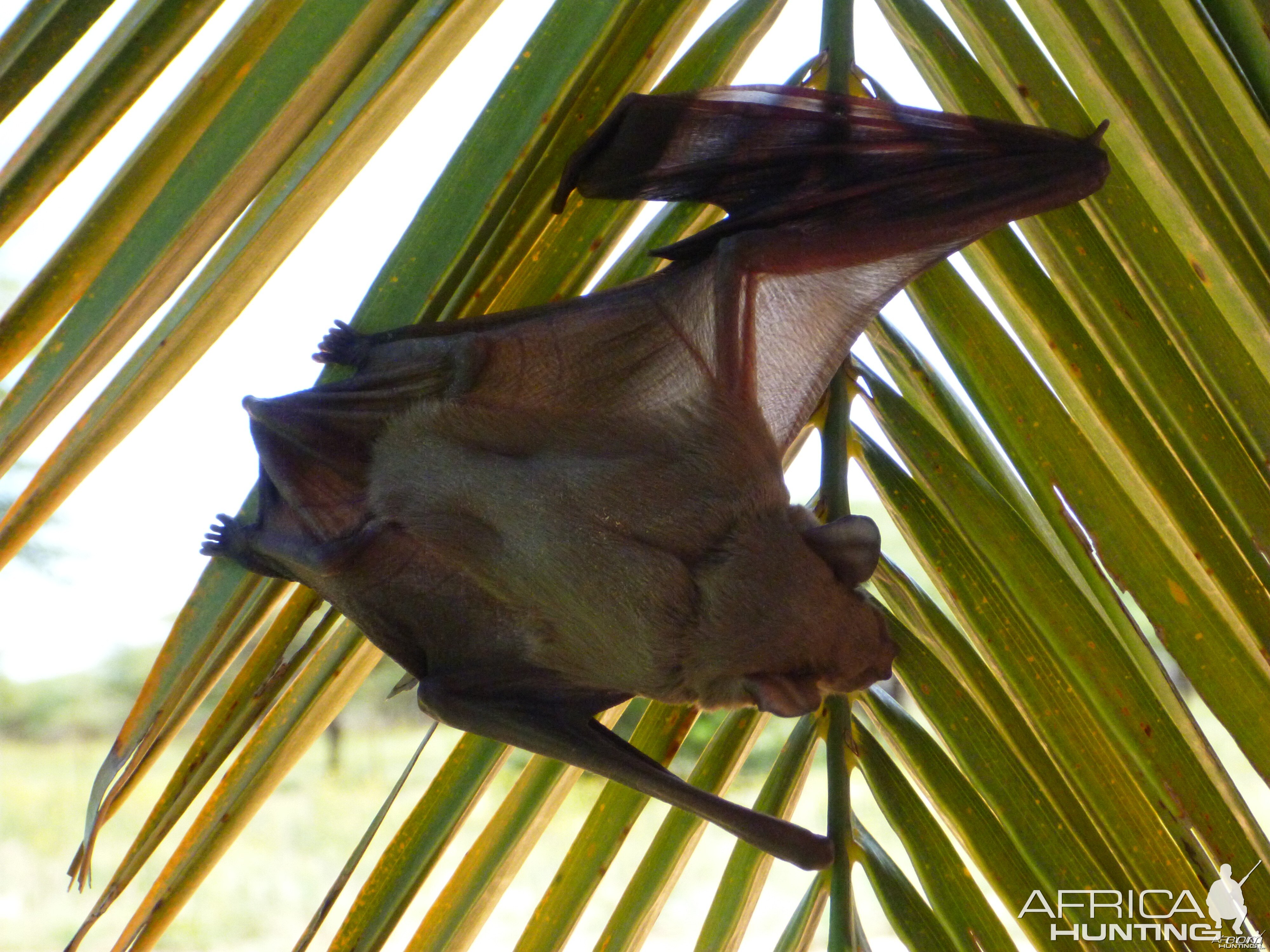 Bat Namibia