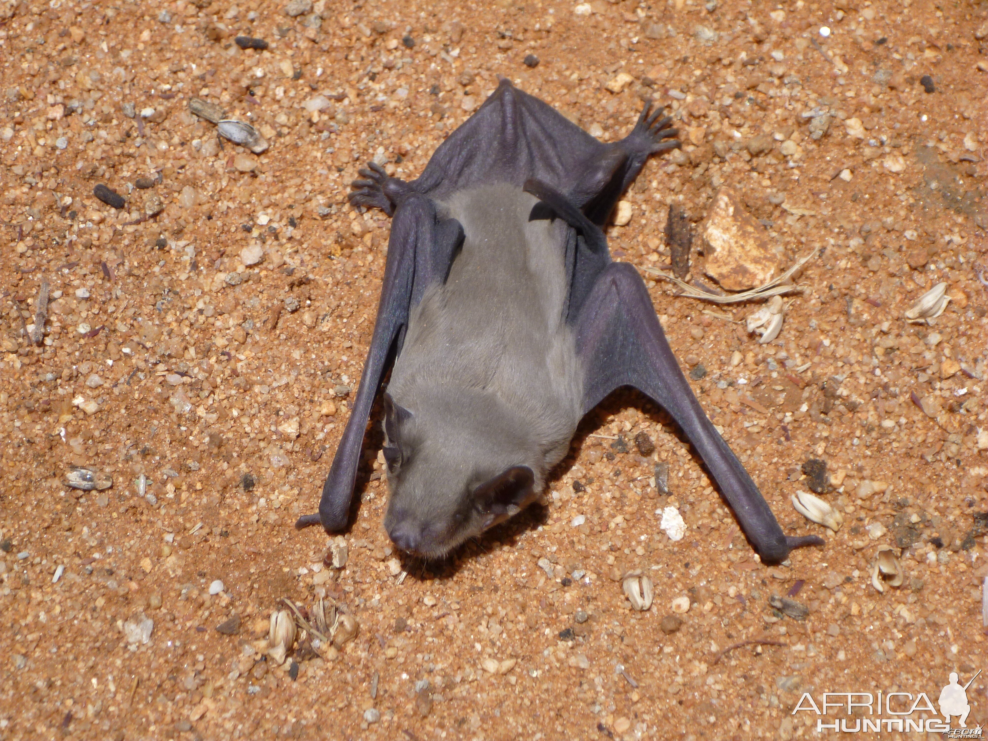 Bat Namibia