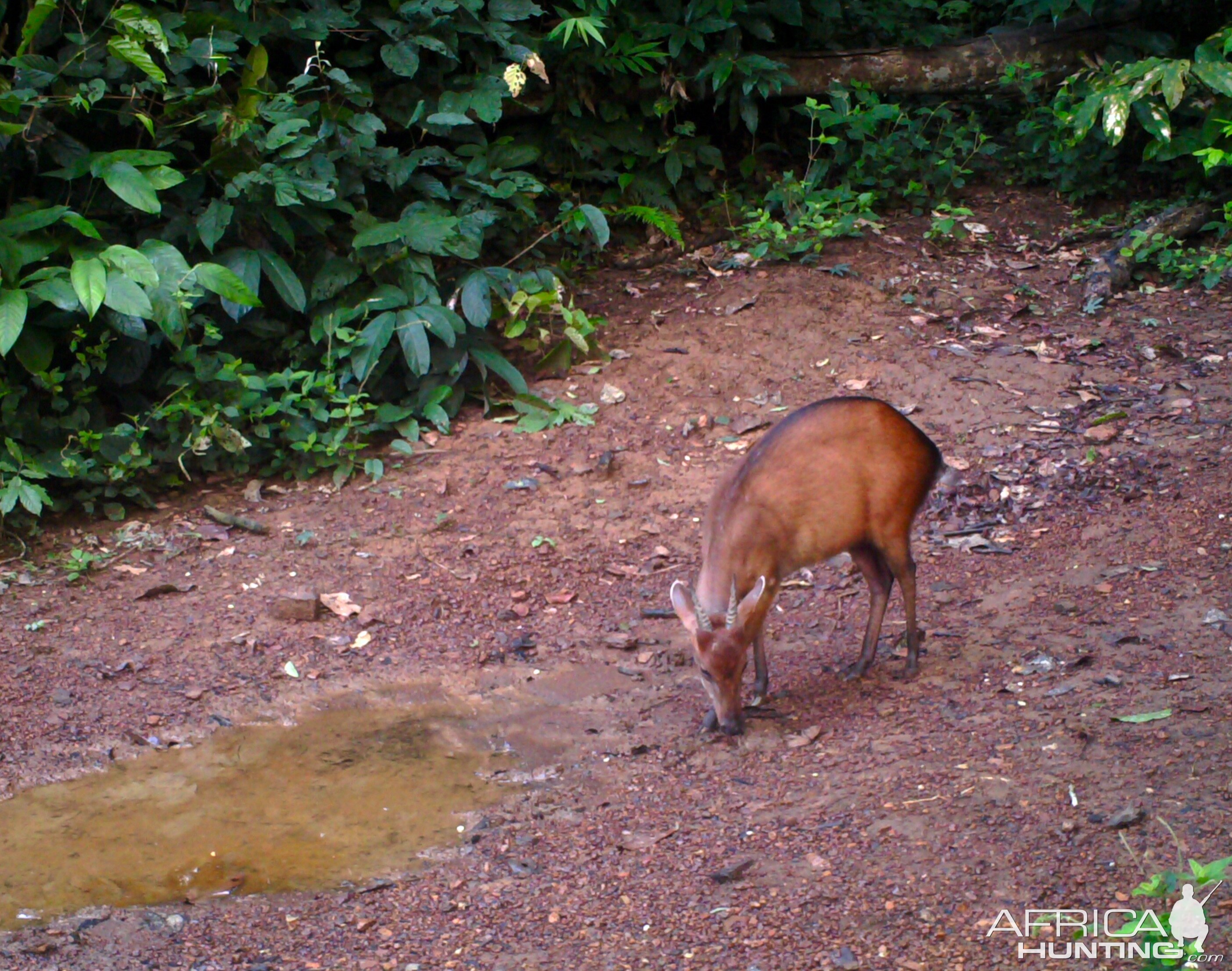 Bay Duiker Congo Trail Cam