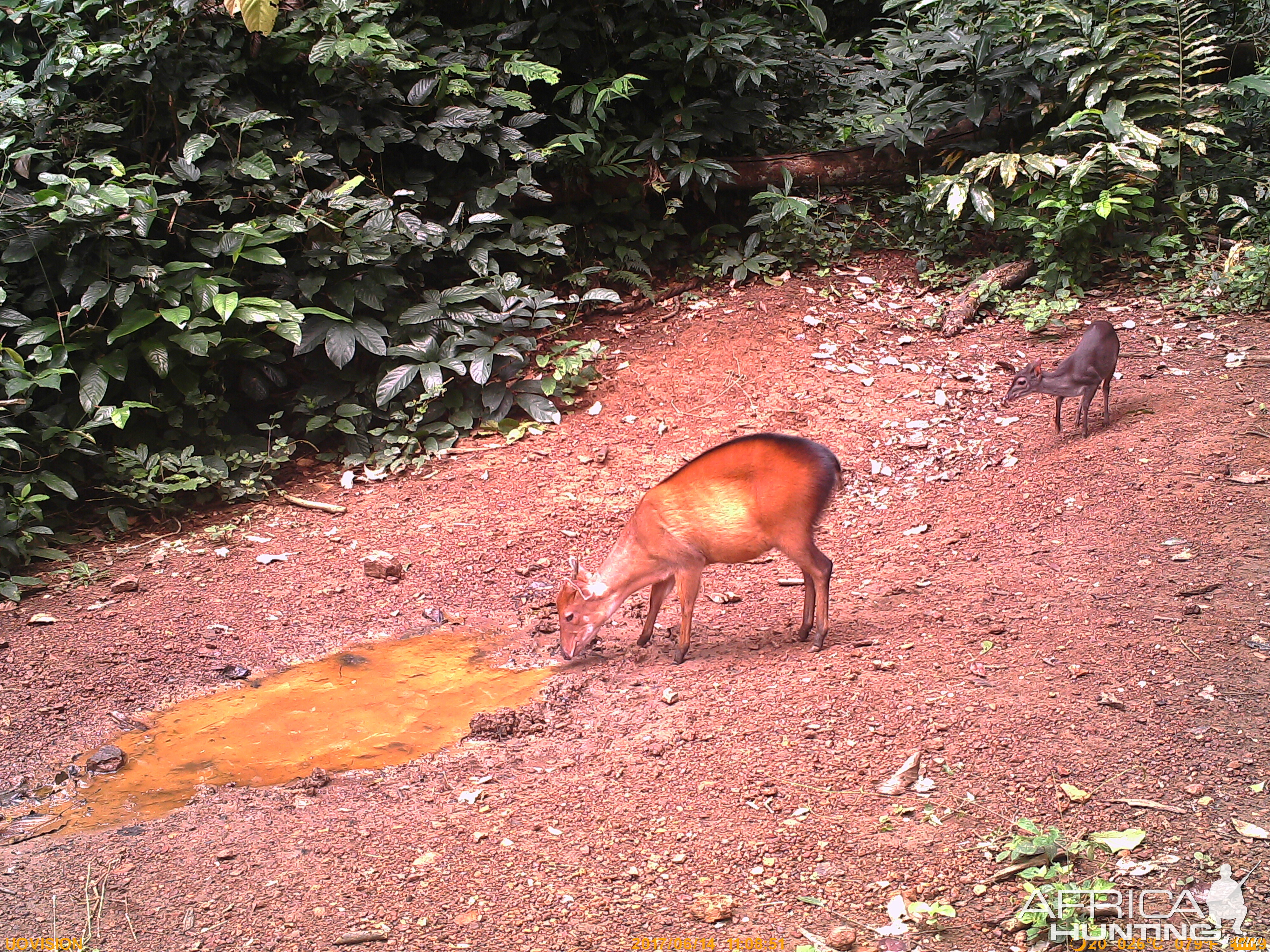 Bay Duiker Congo Trail Cam