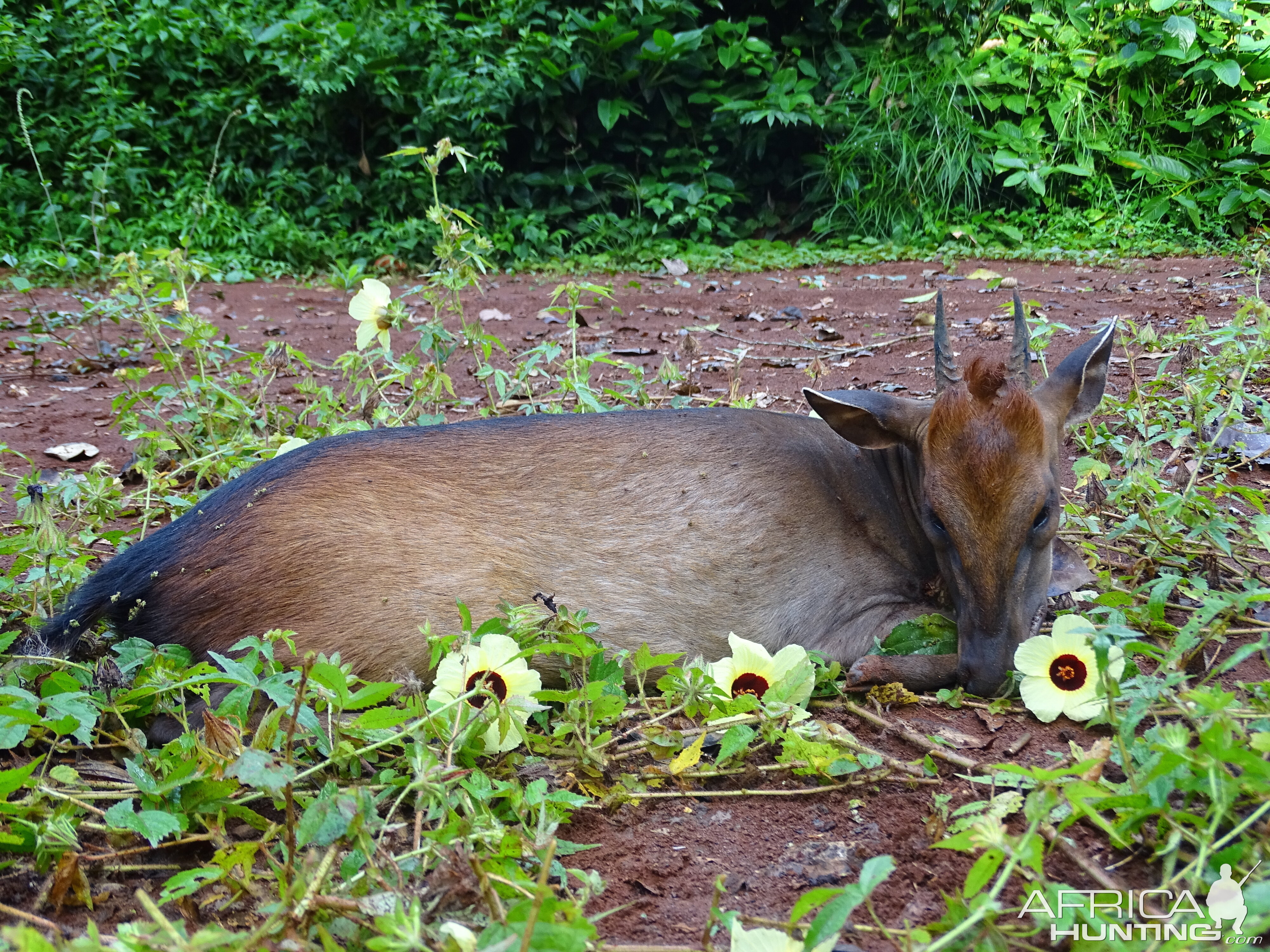 Bay Duiker hunt Congo